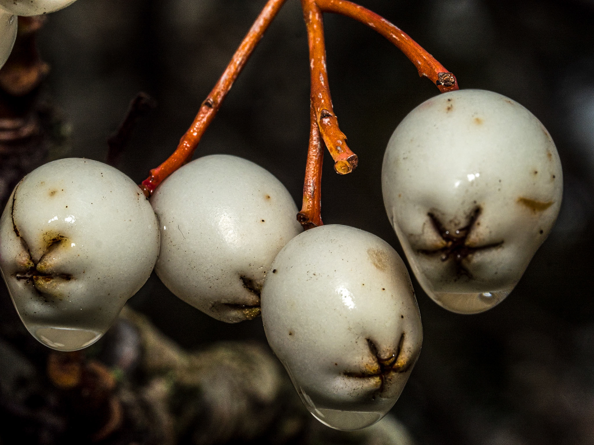 Botanic Gardens, Dublin, 3 Nov 2019