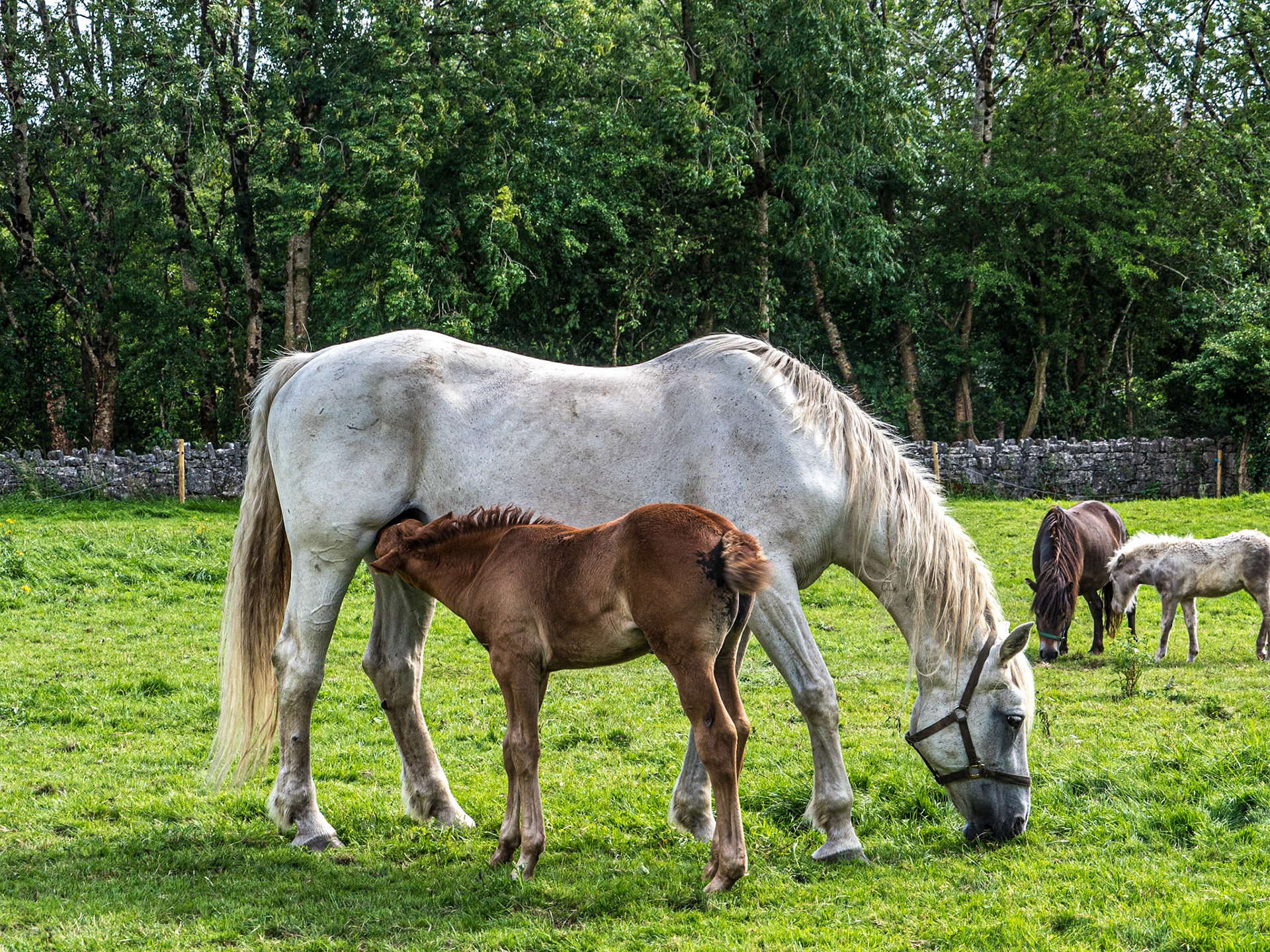 Horses in field by Aughnanure Castle, Co Galway, 27 Jul 2020