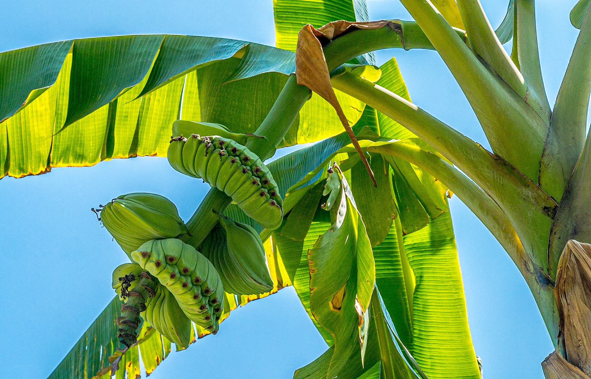 Bananas, Tropical Fruit Farm, Penang, 11 Jun 2017