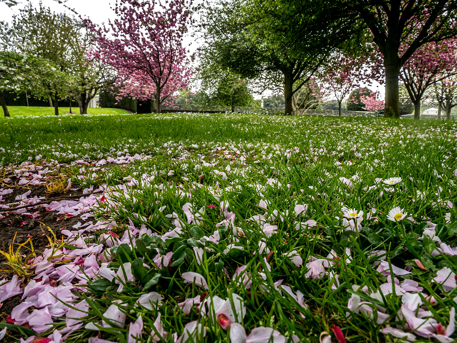 Cherry blossom, War Memorial Gardens, Islandbridge, Dublin, 9 May 2016