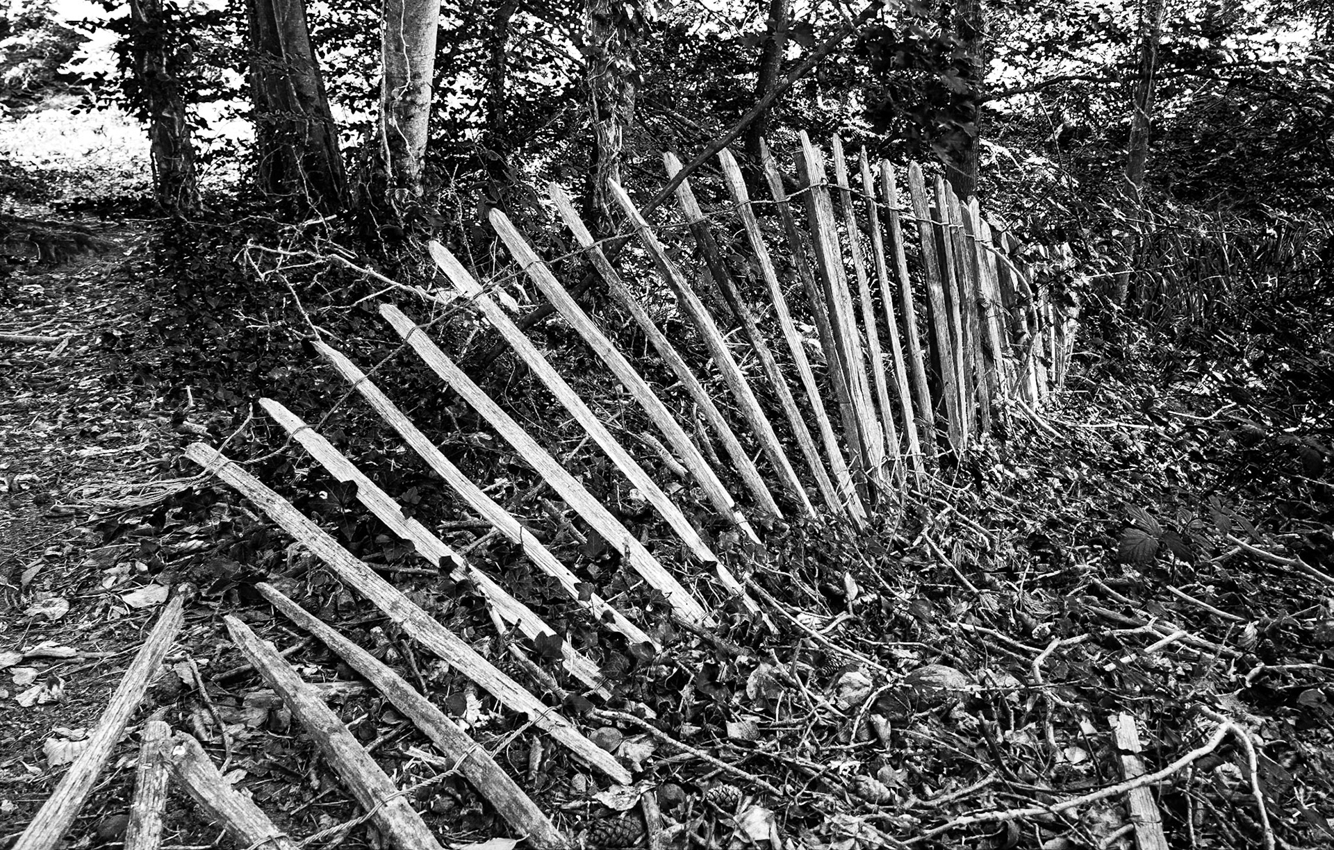 Ballinkill, Co Laois, 2 Aug 2016