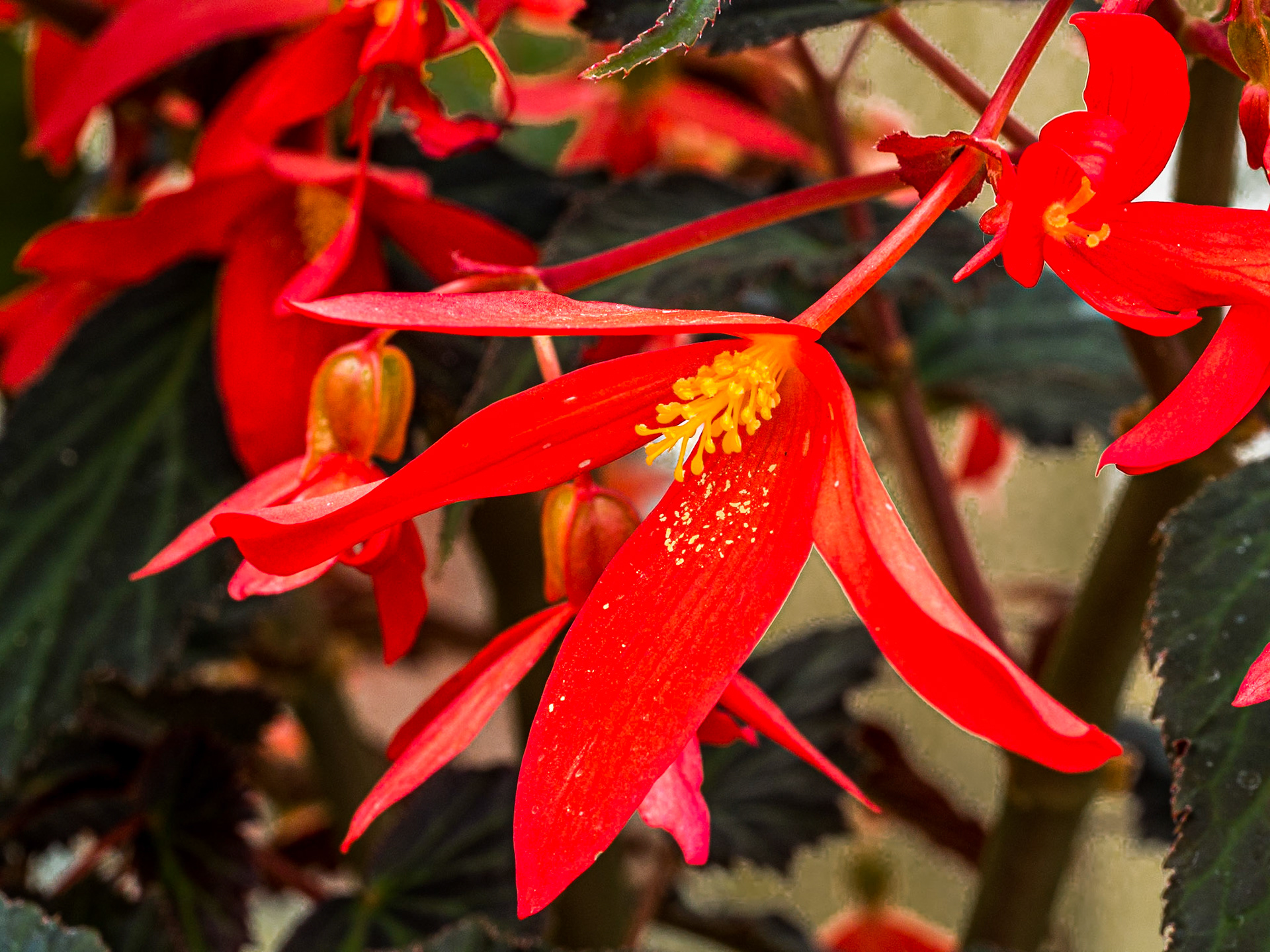 Botanic gardens, Dublin, 25 Jun 2015