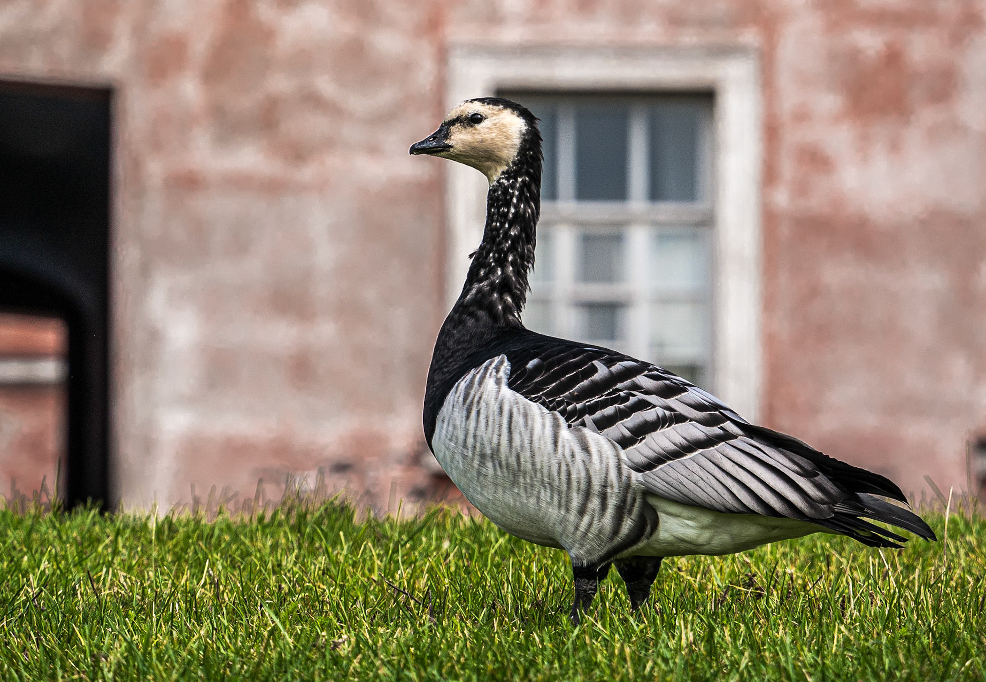 Canada geese, Suomenlinna, Finland, 30 Aug 2014
