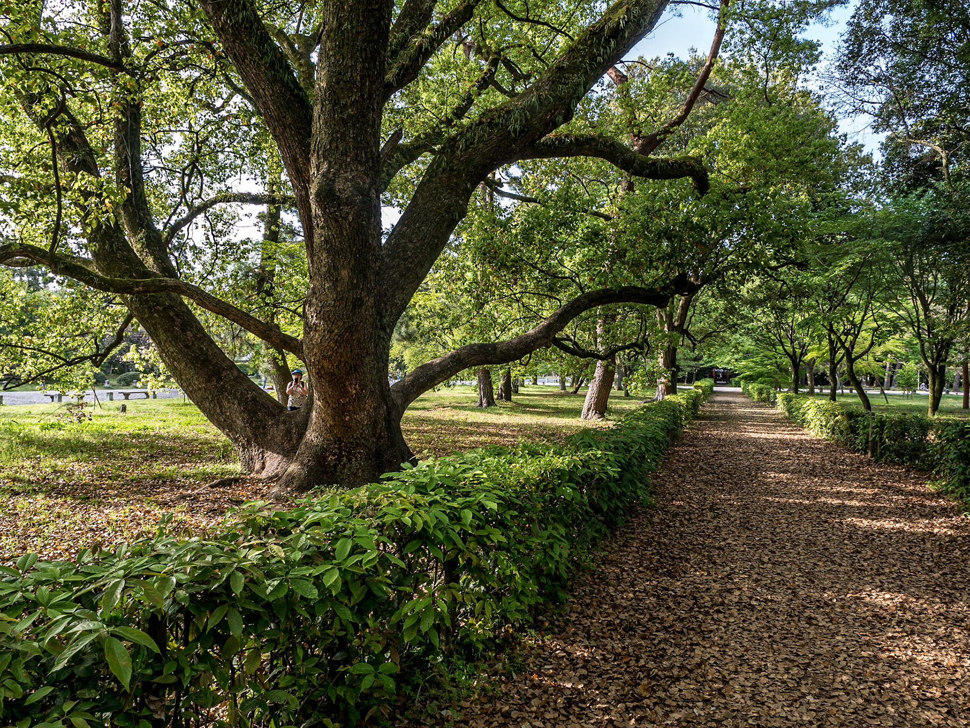 Imperial Palace National Garden, Kyoto, 26 Apr 2016