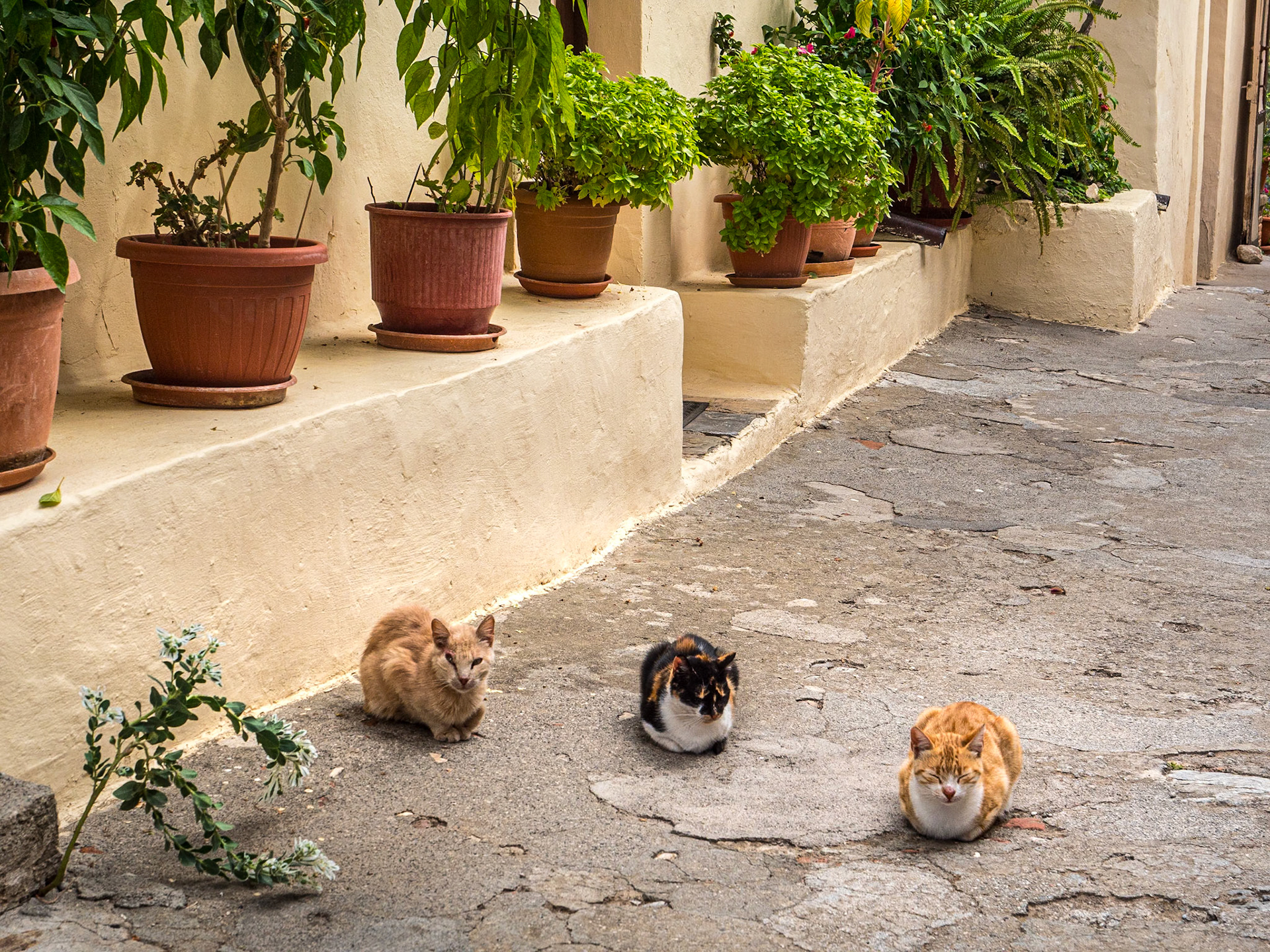 Mystras, Greece, 6 Oct 2024