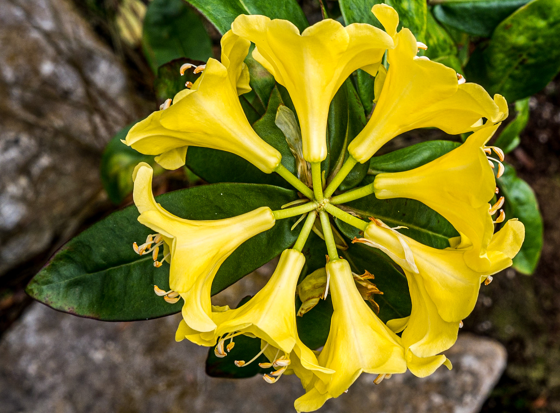 Botanic Gardens, Dublin, 7 Feb 2015