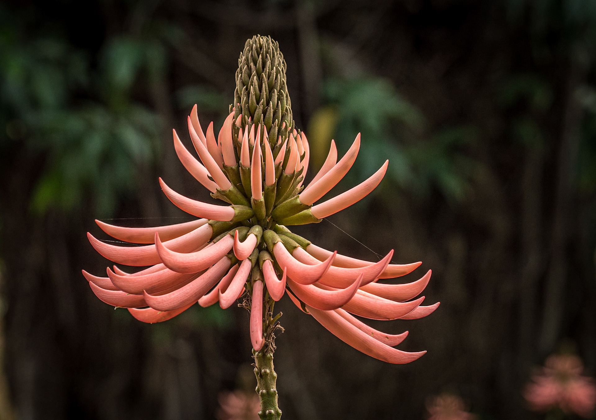 Erythrina speciosa, Botanic Gardens, Puerto de la Cruz, Tenerife, 29 Jan 2022