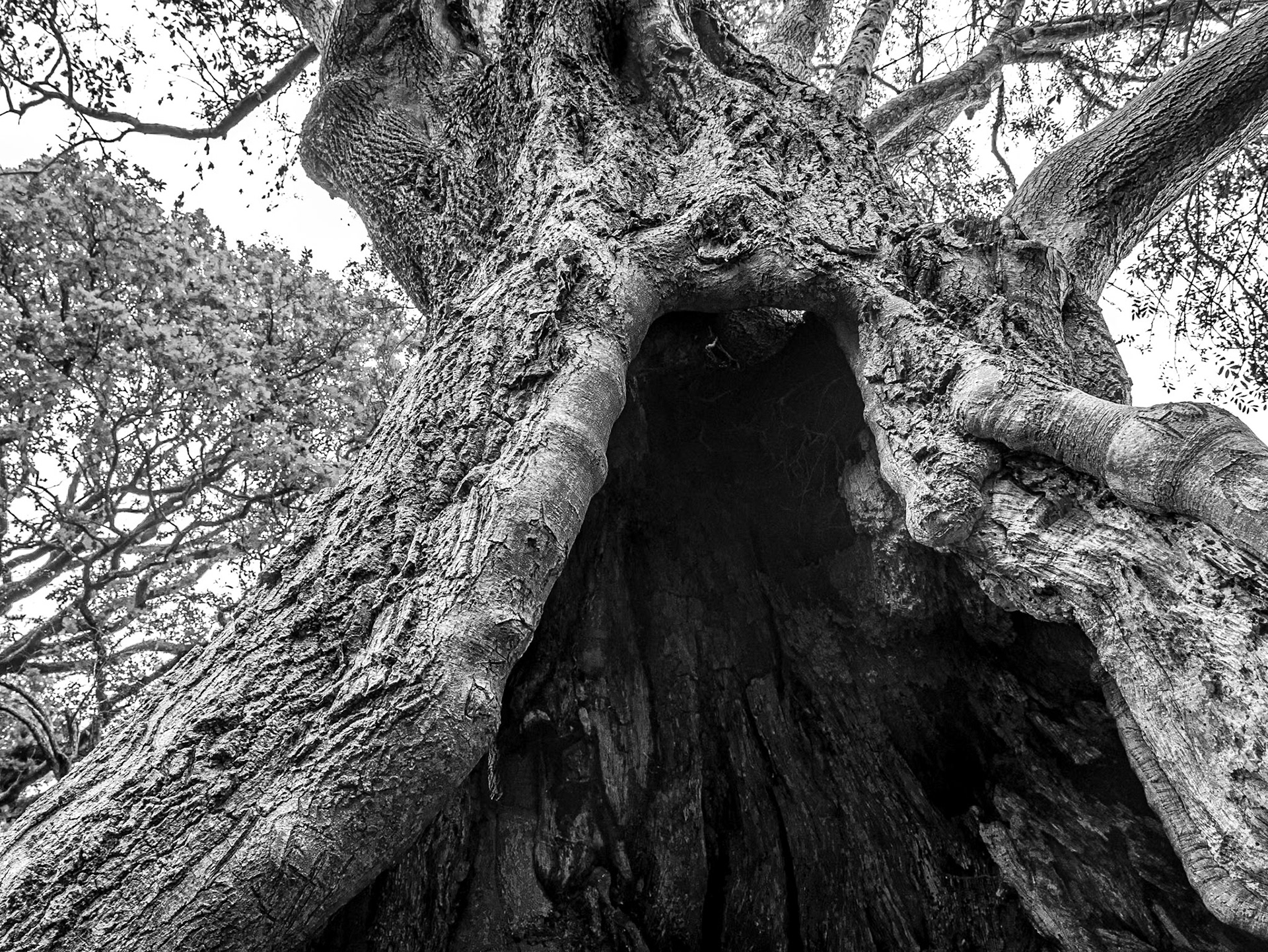 Knockree, Co Dublin, 25 Oct 2015