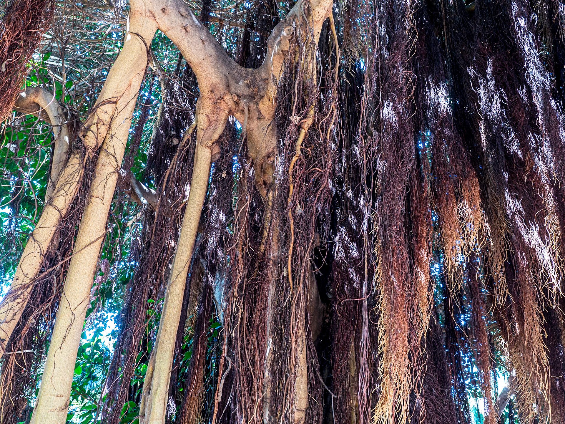 Ficus aspera 'Parcellii', Palmetum, Santa Cruz de Tenerife, 13 Feb 2019