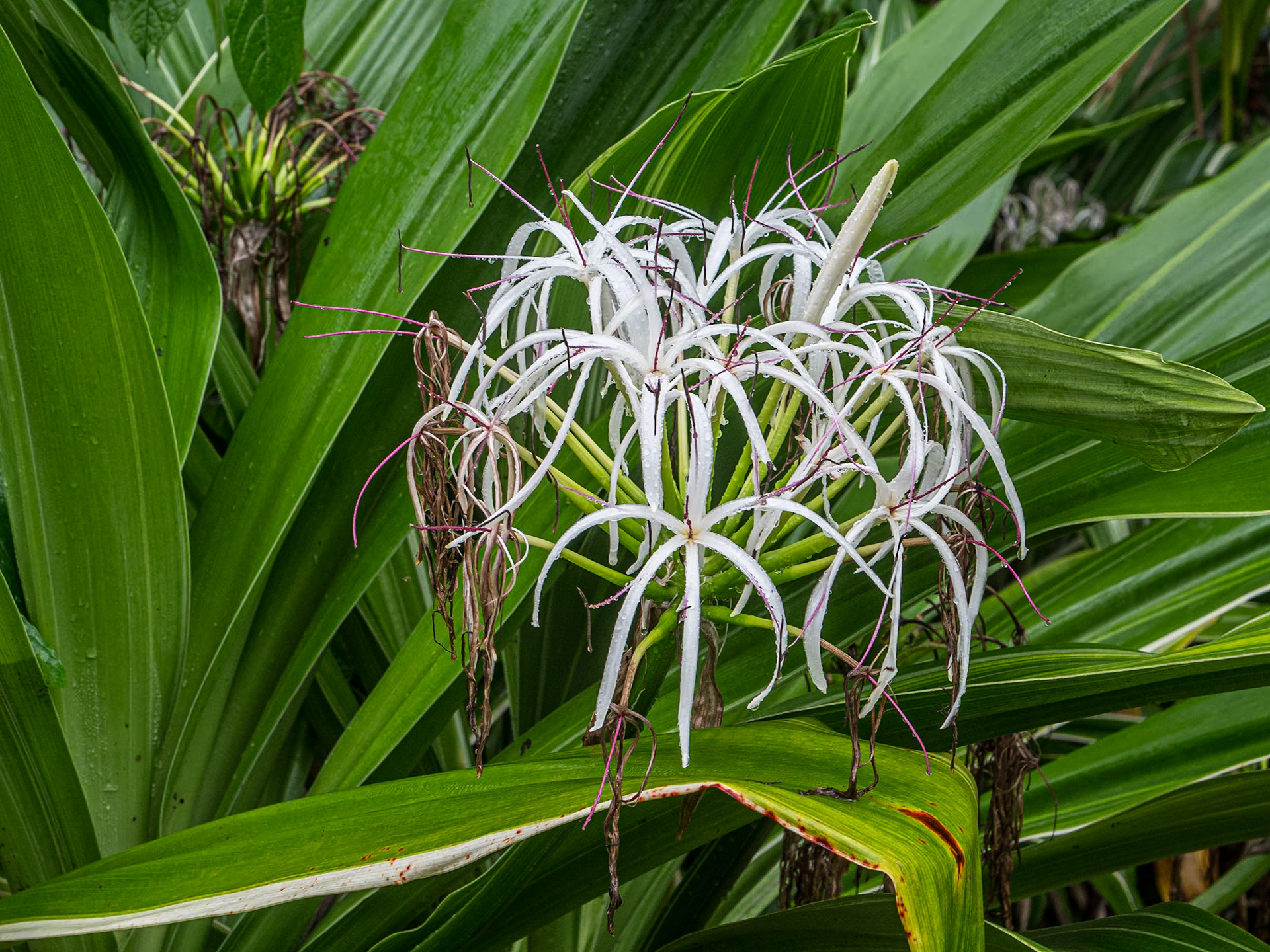 Giant Crinum Lily, Hoʻomaluhia Botanical Garden, O'ahu, Hawaii, 28 Jan 2024