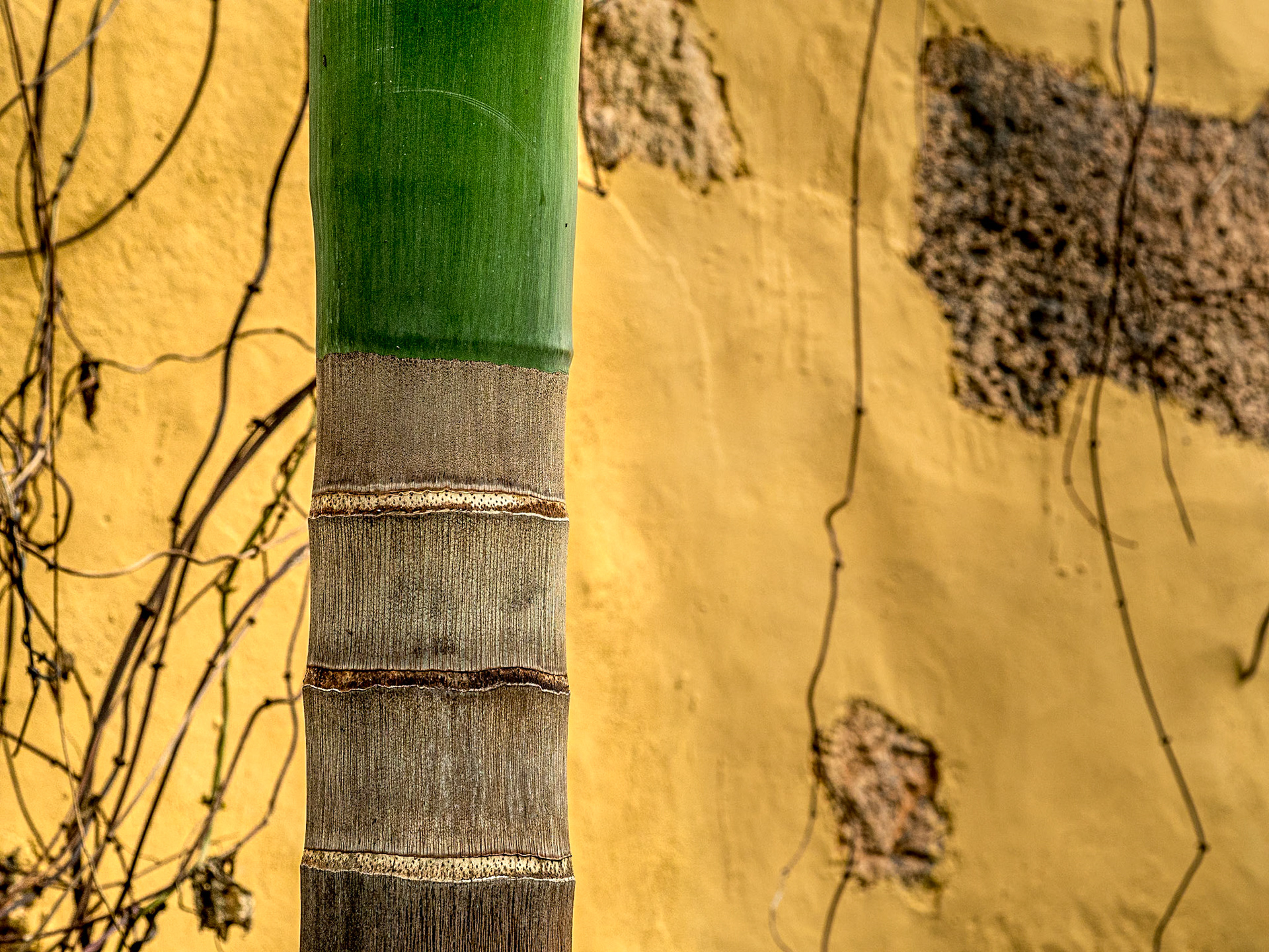 Botanic Gardens, Puerto de la Cruz, Tenerife, 29 Jan 2022