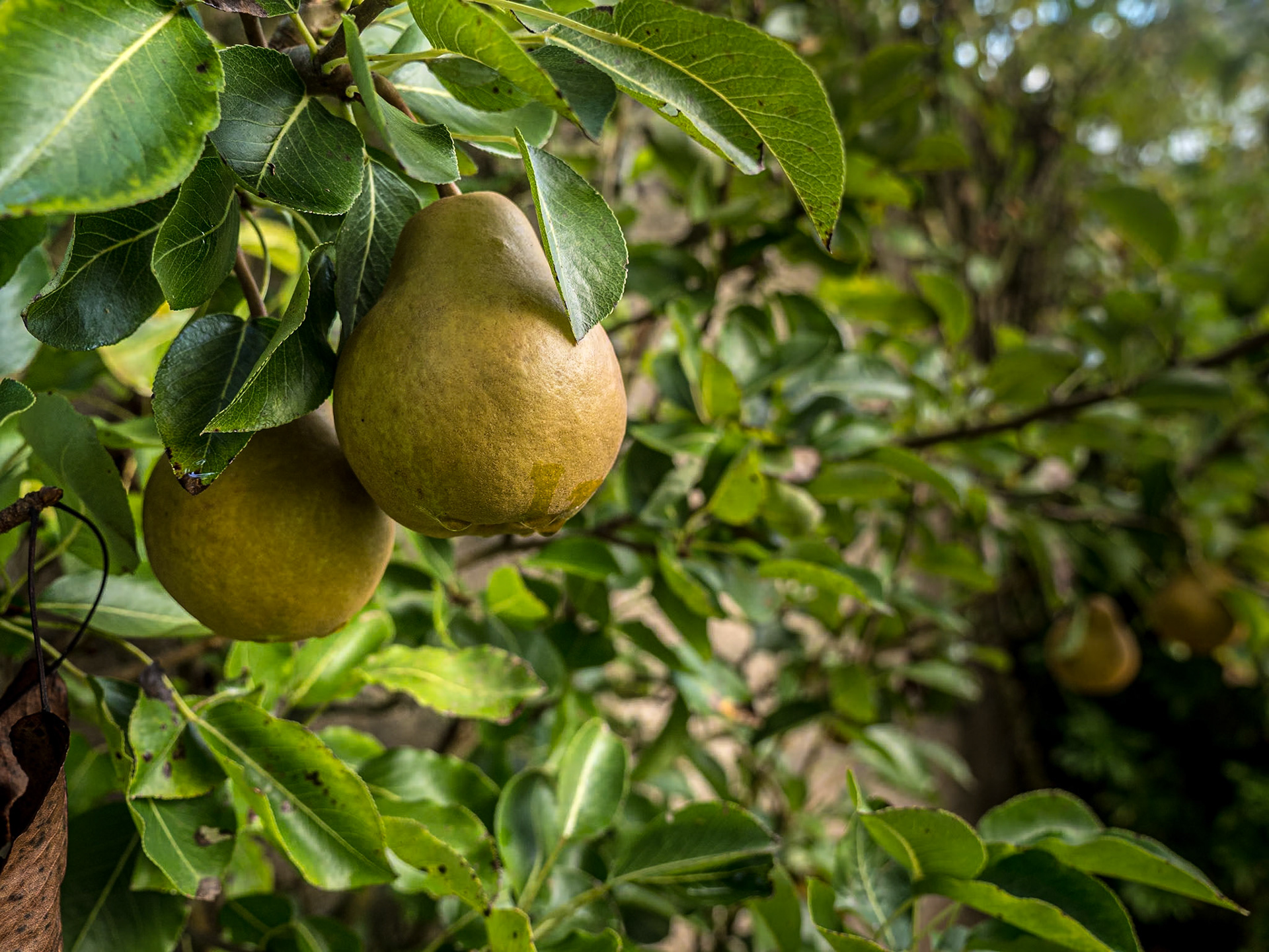 Barfleur, Normandy, 28 Sep 2021