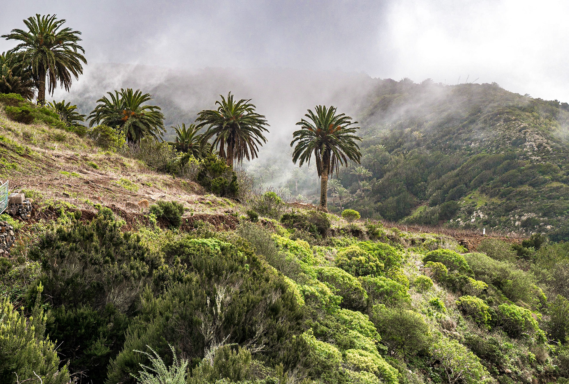 Near Arure, La Gomera, 1 Feb 2018