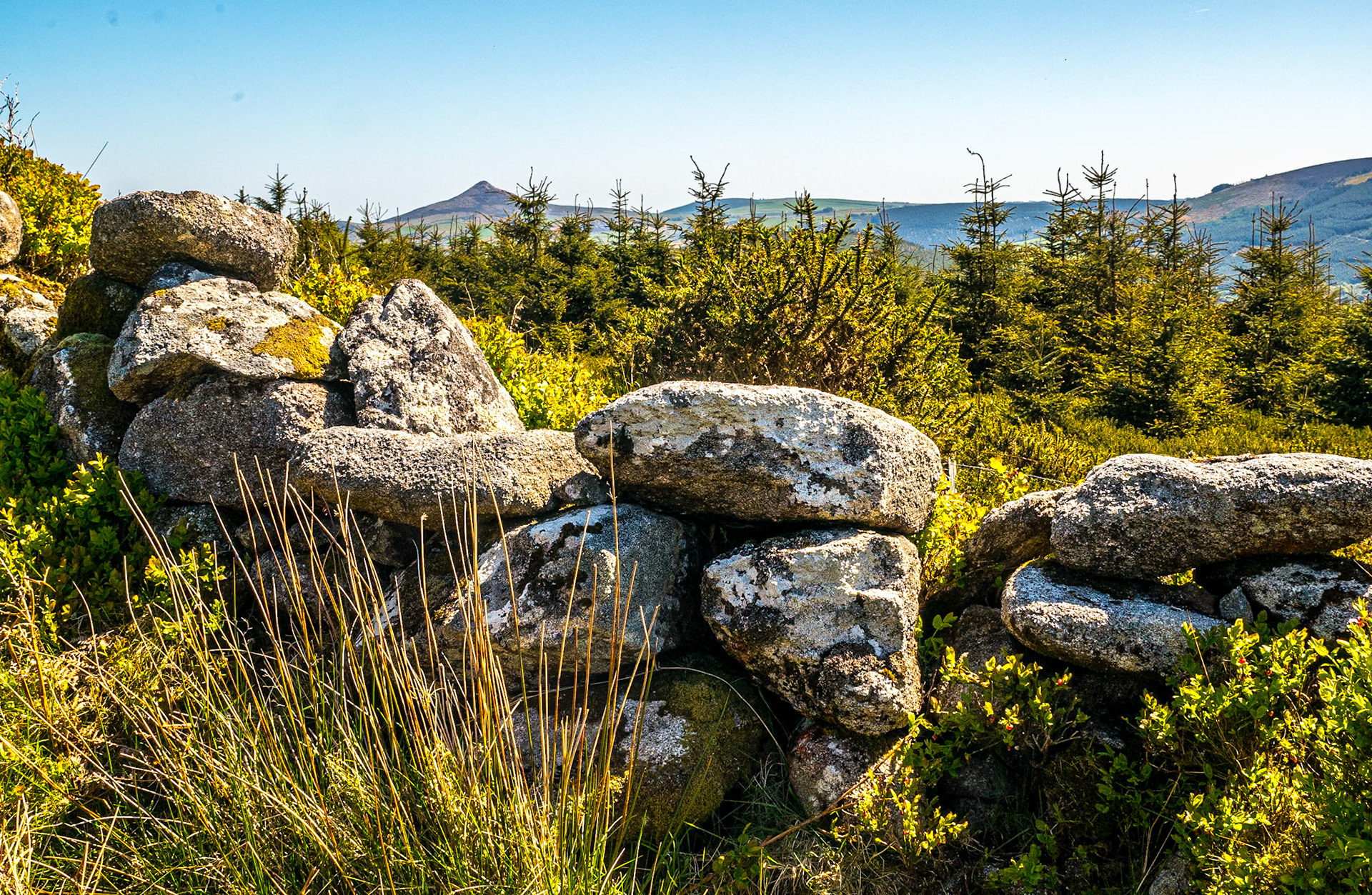 Cloon Wood, Co Wicklow, 7 May 2017