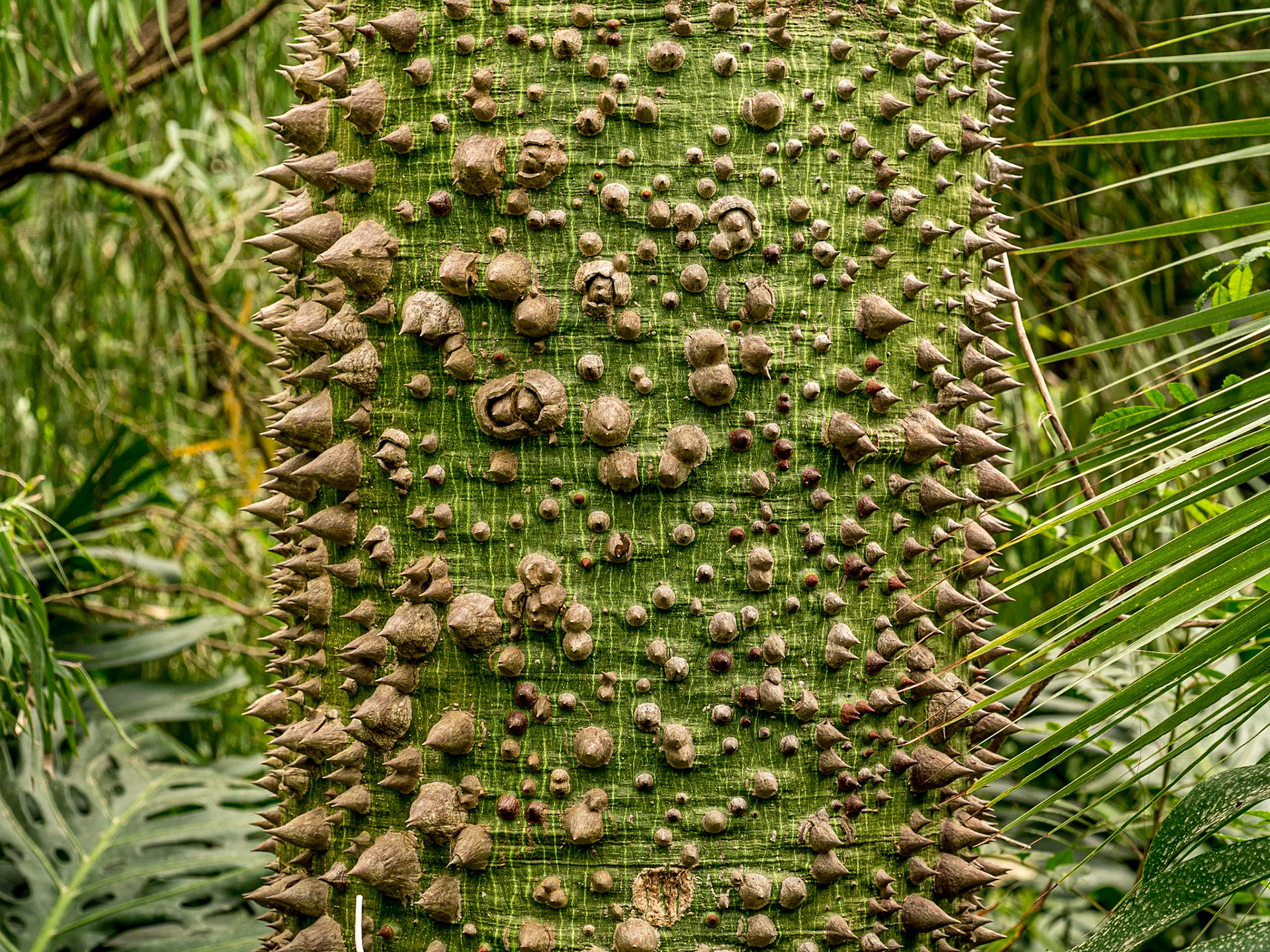 Botanic Gardens, Puerto de la Cruz, Tenerife, 29 Jan 2022