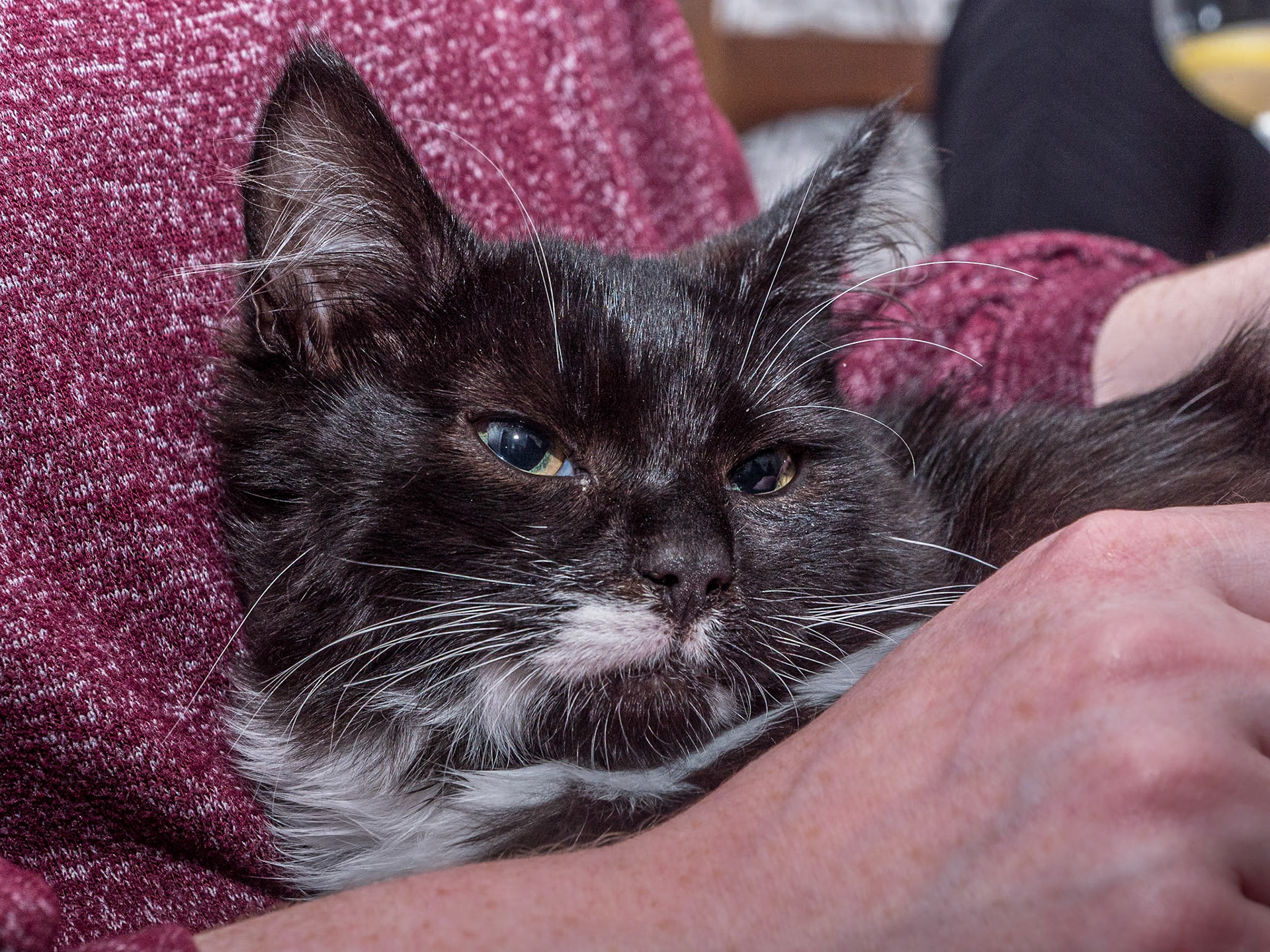 Lizzo, at home, 13 Nov 2023