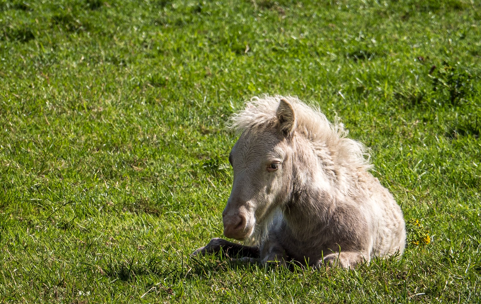 Horse in field by Aughnanure Castle, Co Galway, 27 Jul 2020