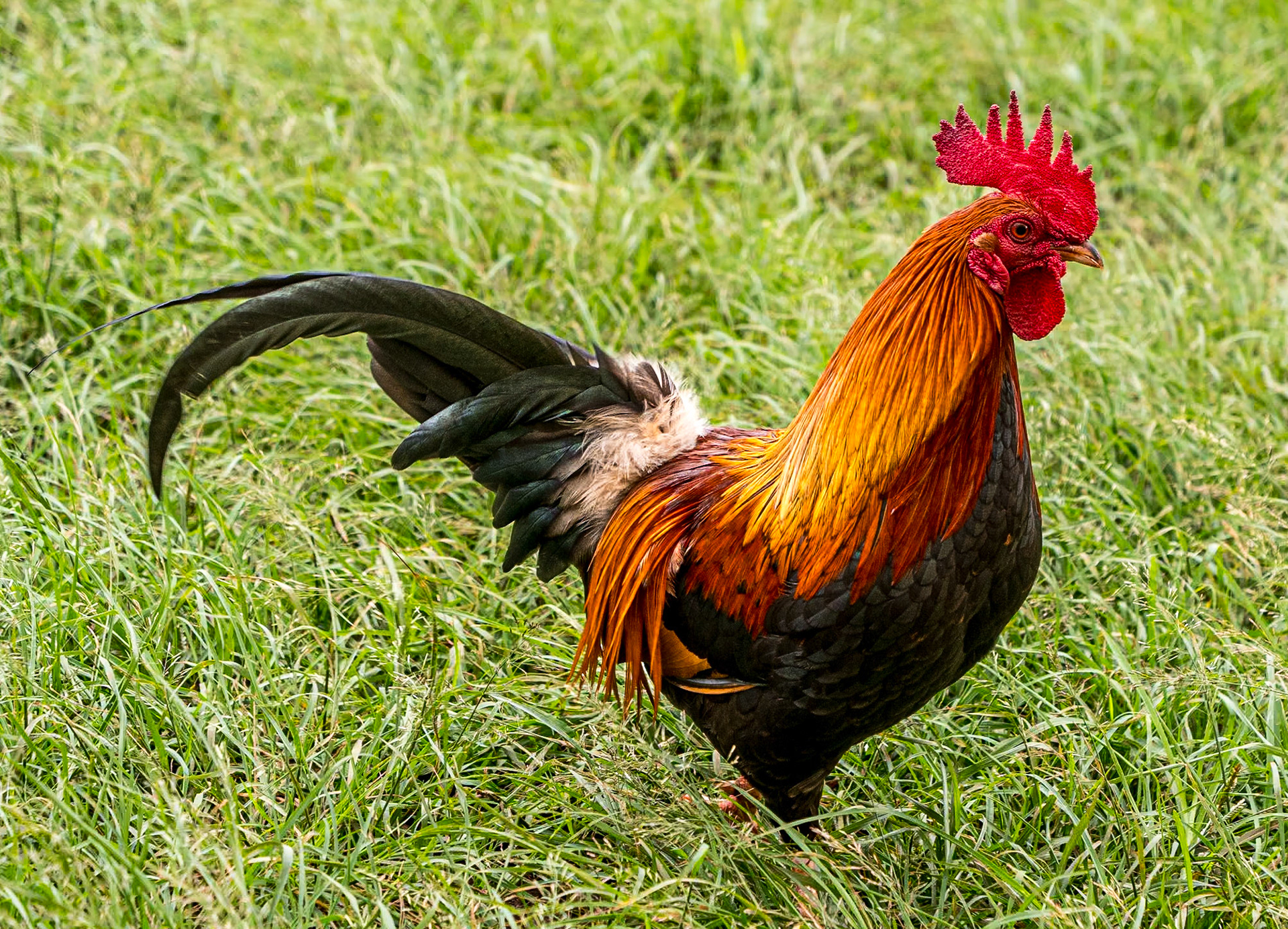 Green World Coffee Farm, O'ahu, Hawaii, 29 Jan 2024