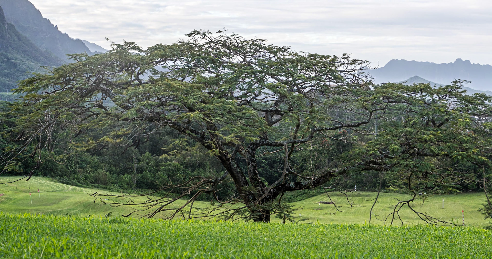 Likeke Falls Trail, Oahu, Hawaii, 31 Jan 2024