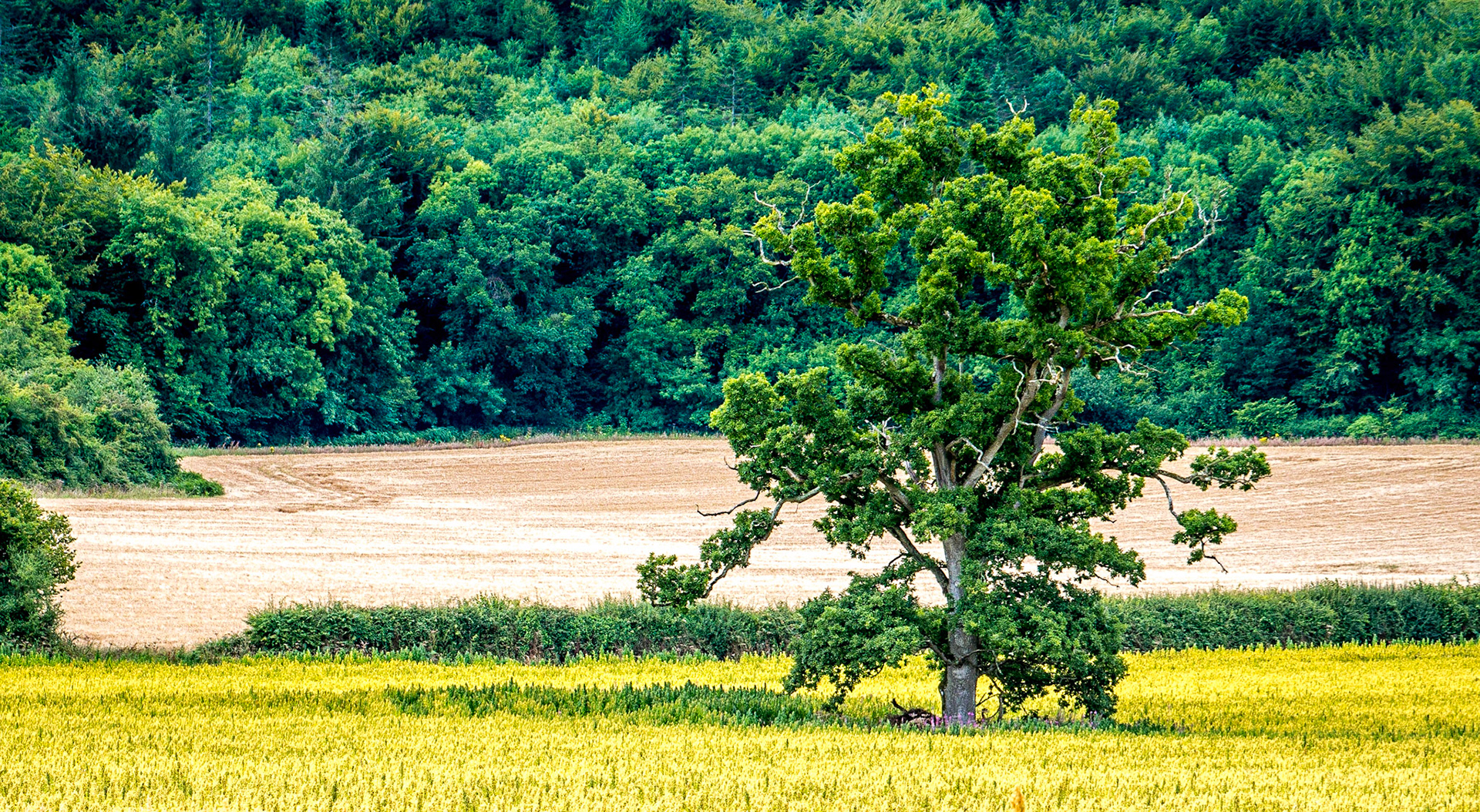 Near Stradbally, Co Laois, 10 Aug 2017