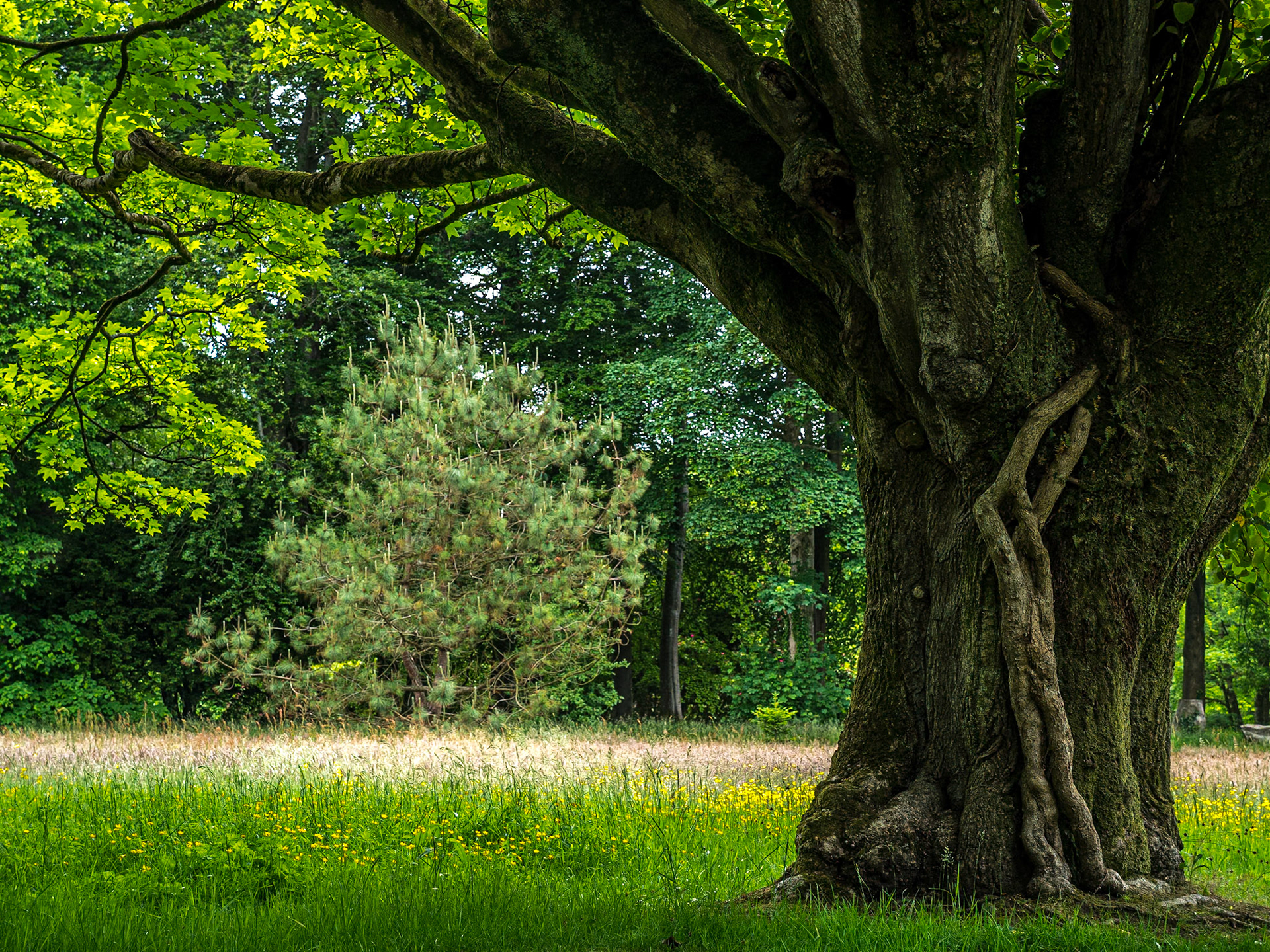 Rowallane Garden, Co Down, 17 Jun 2021