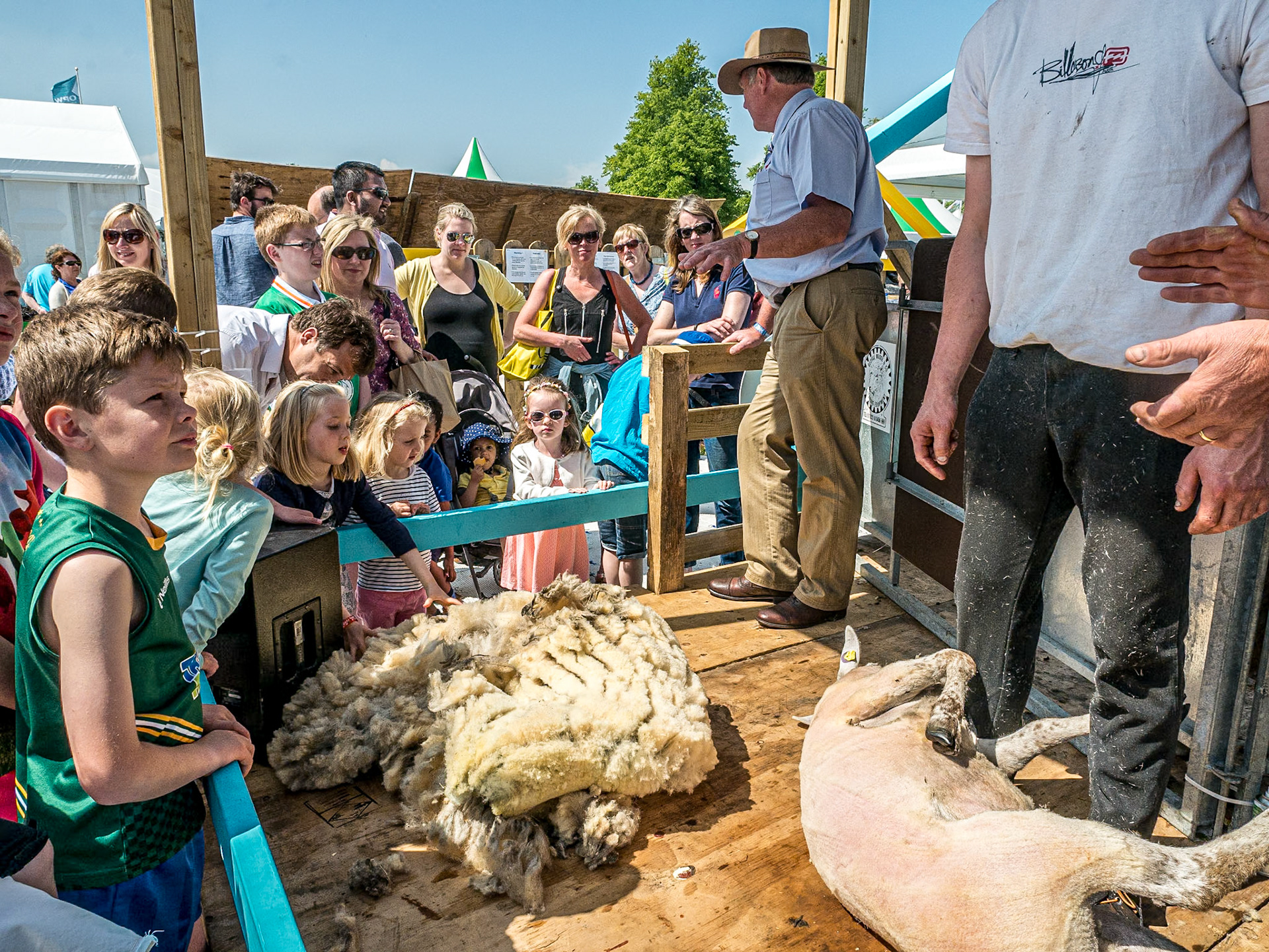 Sheep shearing, Bloom in the Park garden festival, Dublin
