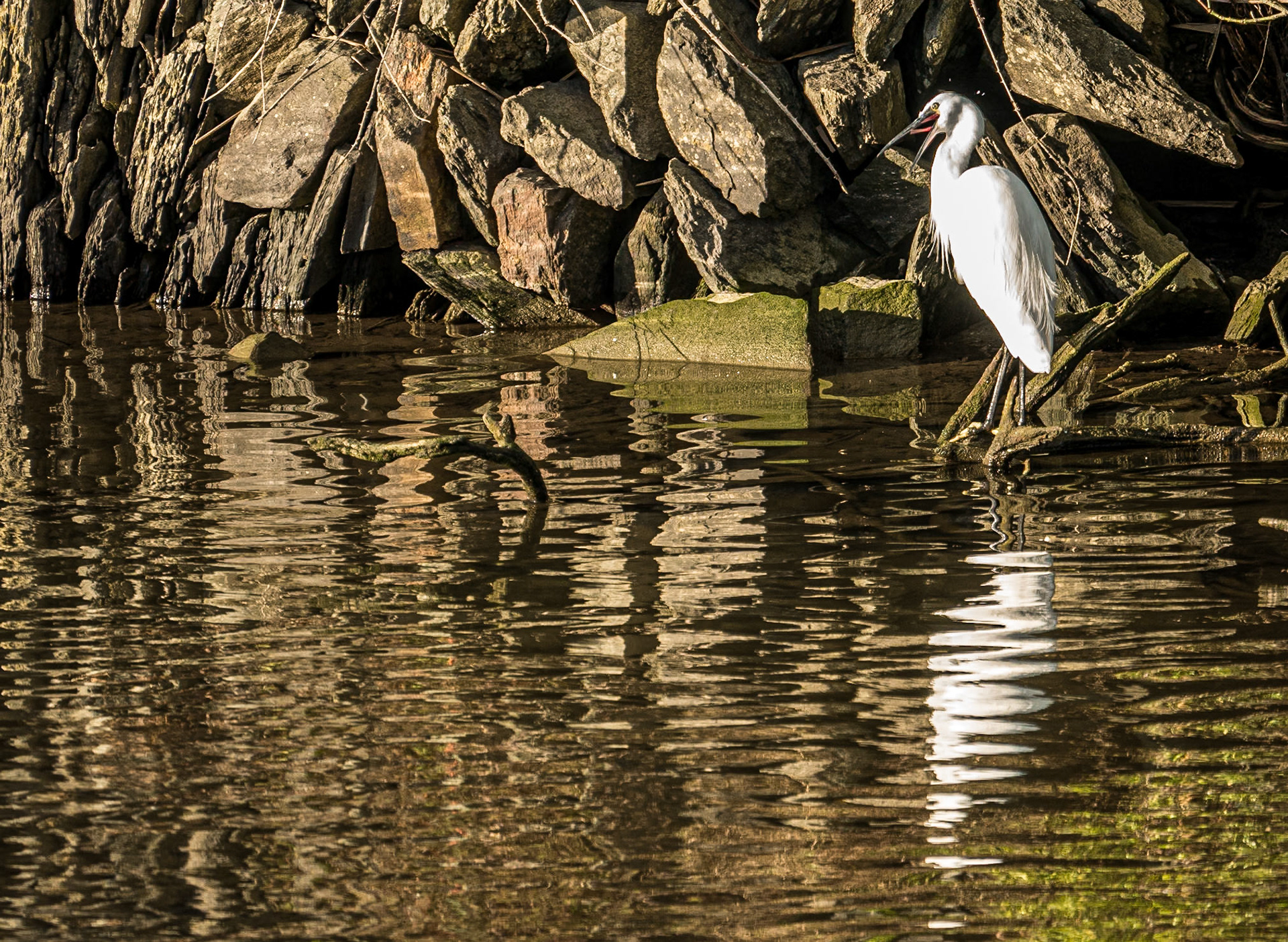 Little egret, Rosscarbery, Co Cork, 22 Nov 2016