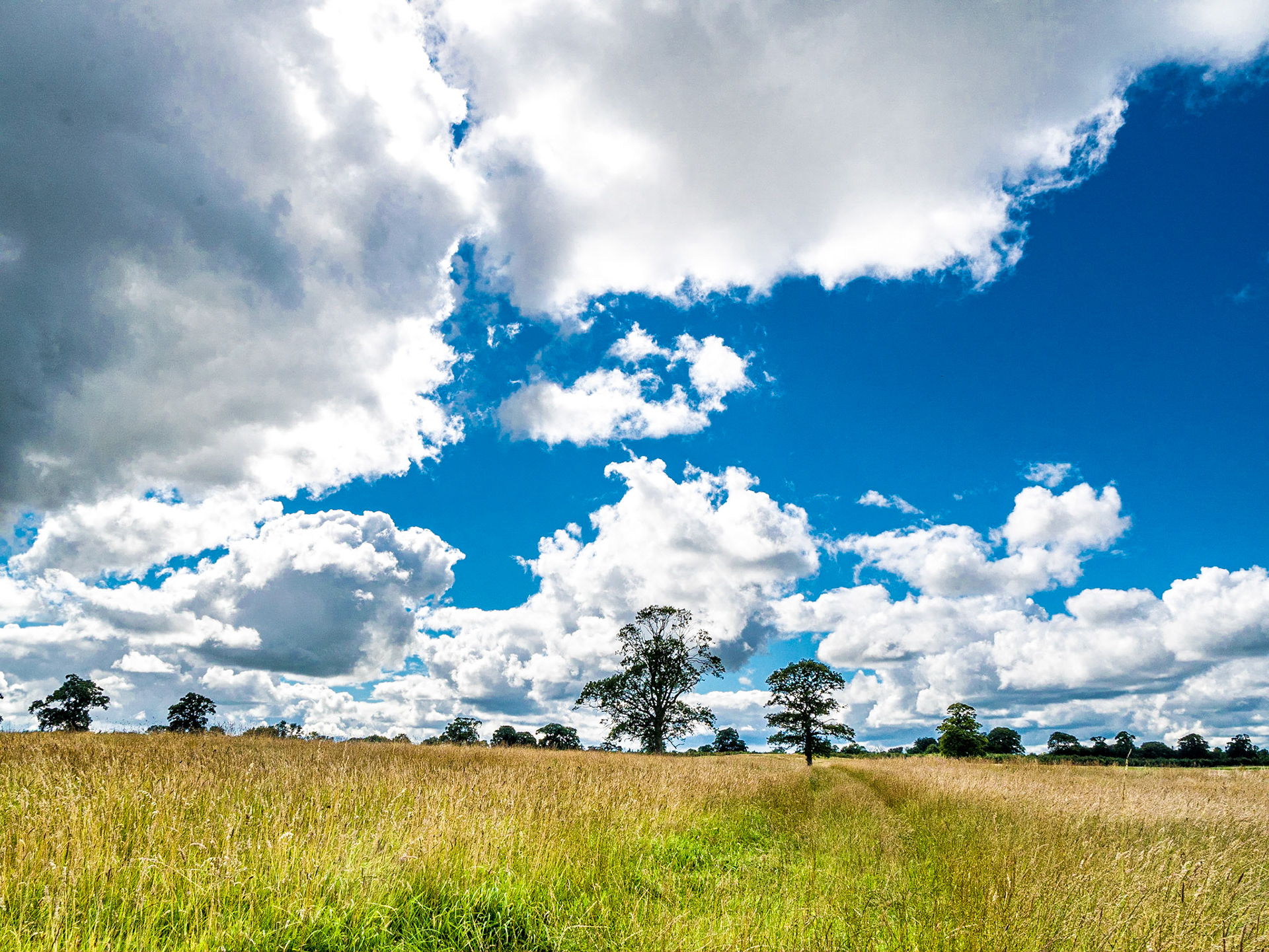 Carton Demesne, Co Kildare, 10 Aug 2015