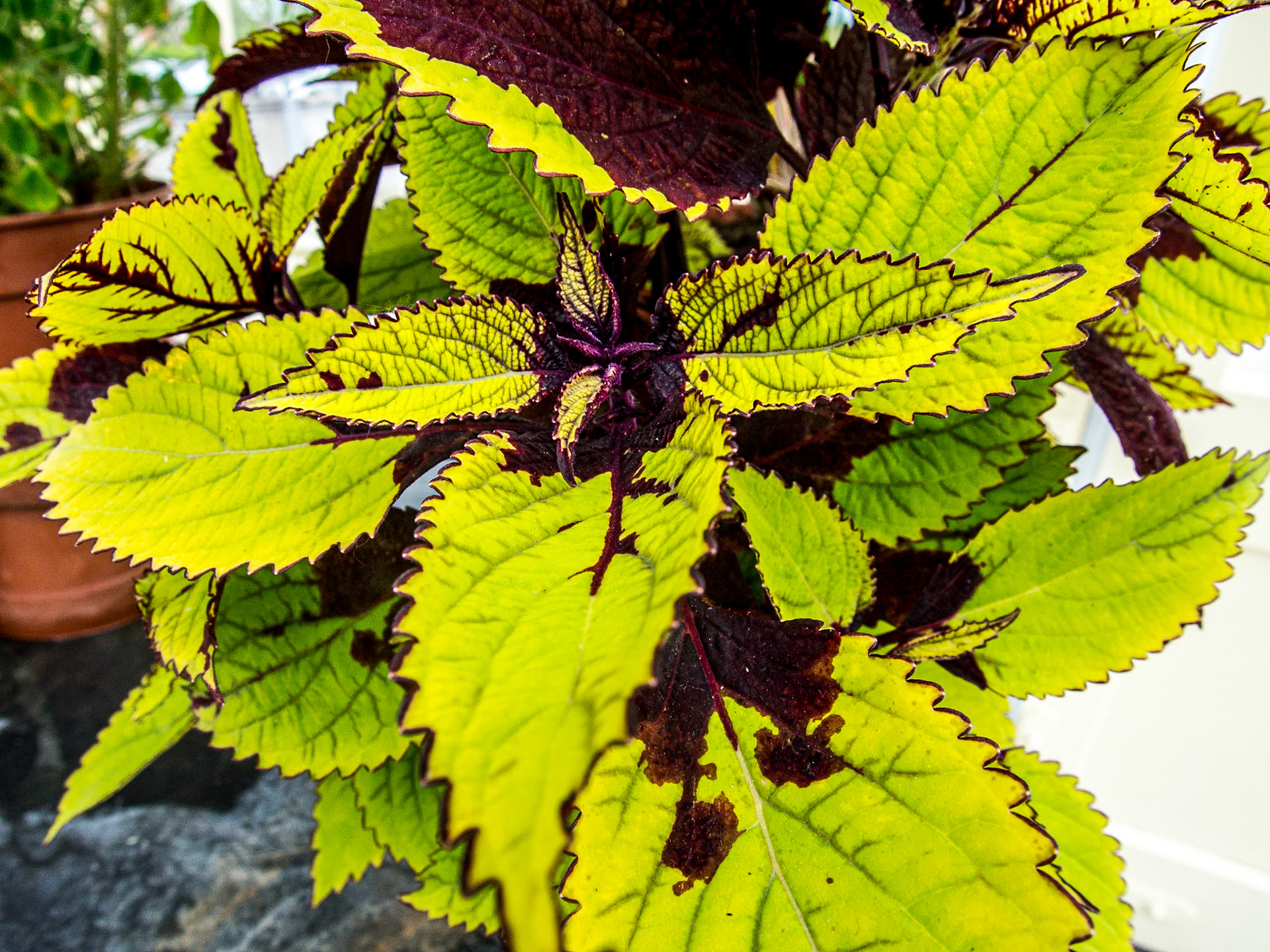 Botanic Gardens, Dublin, 18 May 2014