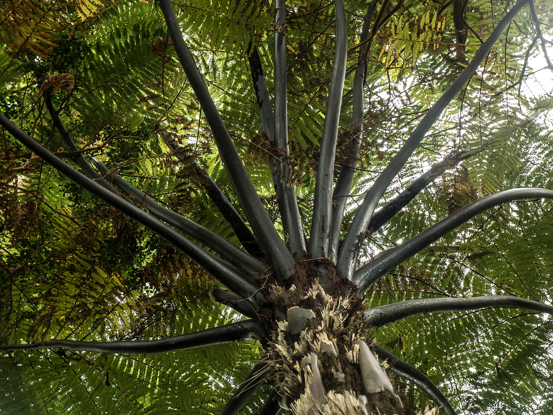Cyathea medullaris (lack tree fern), Glenleam Gardens, Co Kerry, 15 Jul 2016