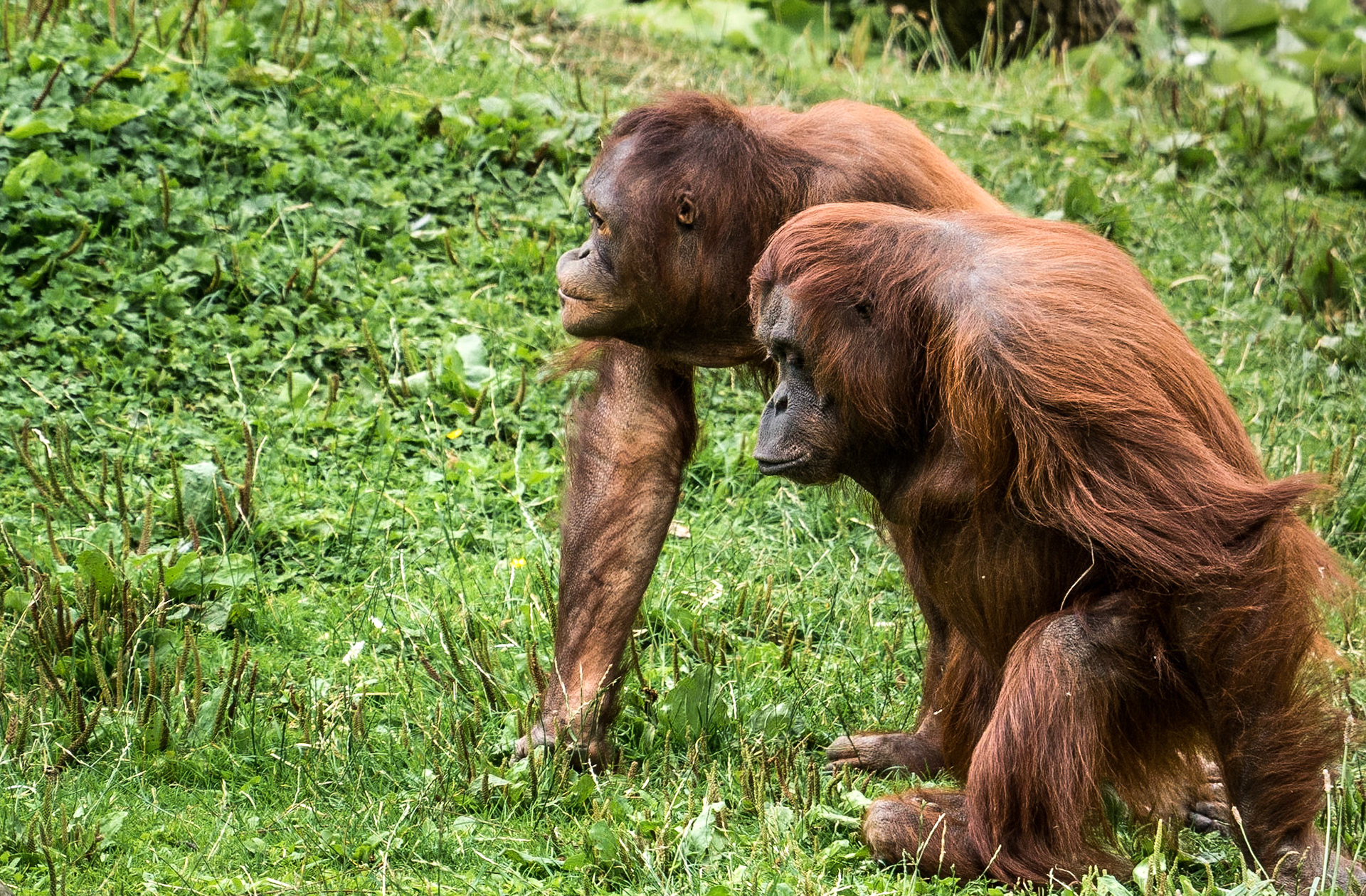 Orang utans, Dublin Zoo, 11 Aug 2015