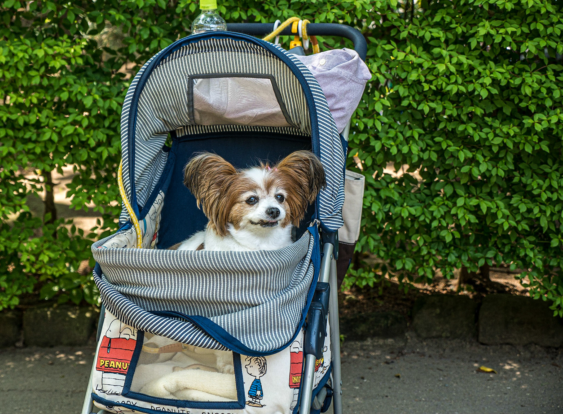 At Engaku-ji temple, Kamakura, 1 May 2016