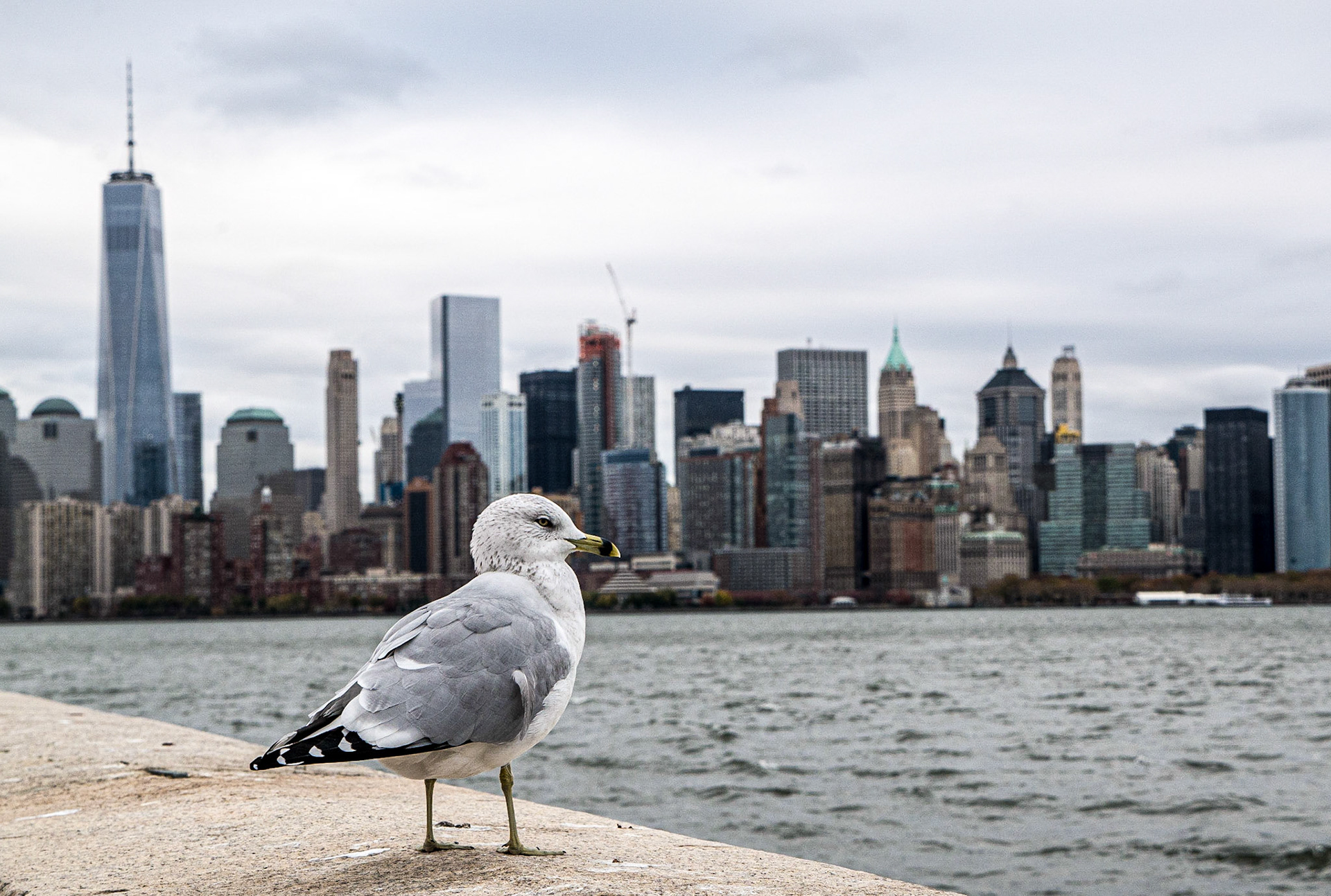 Seagull, Ellis Island, New York, 18 Nov 2015
