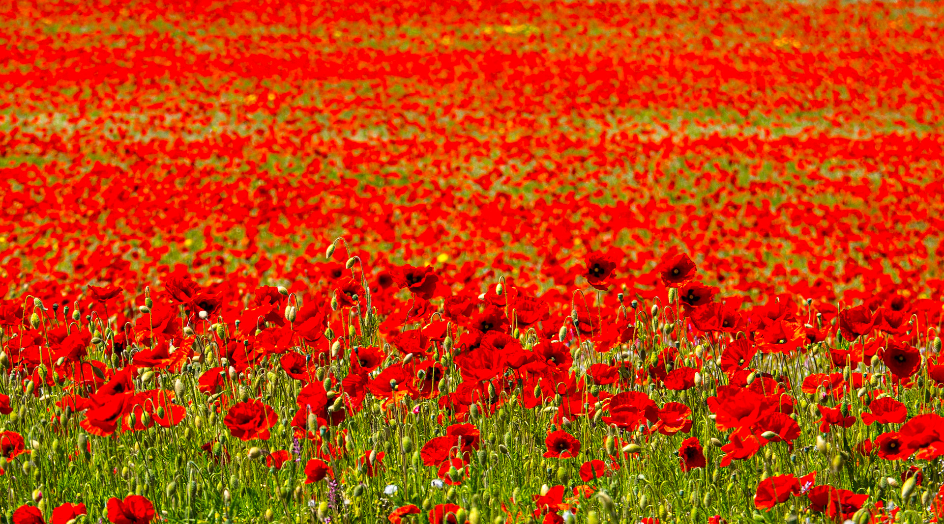 Poppy field, Ballon, Co Carlow, 18 Jun 2015