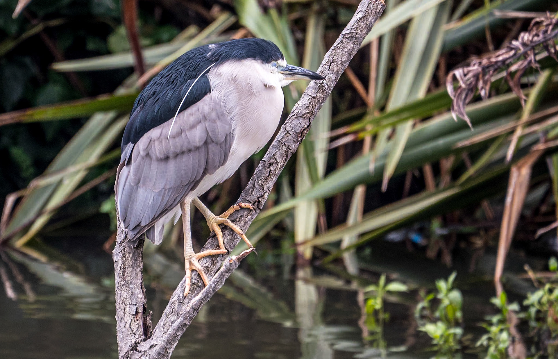 Black-crowned night heron, by the Palace of Fine Arts, San Francisco, 3 Feb 2024