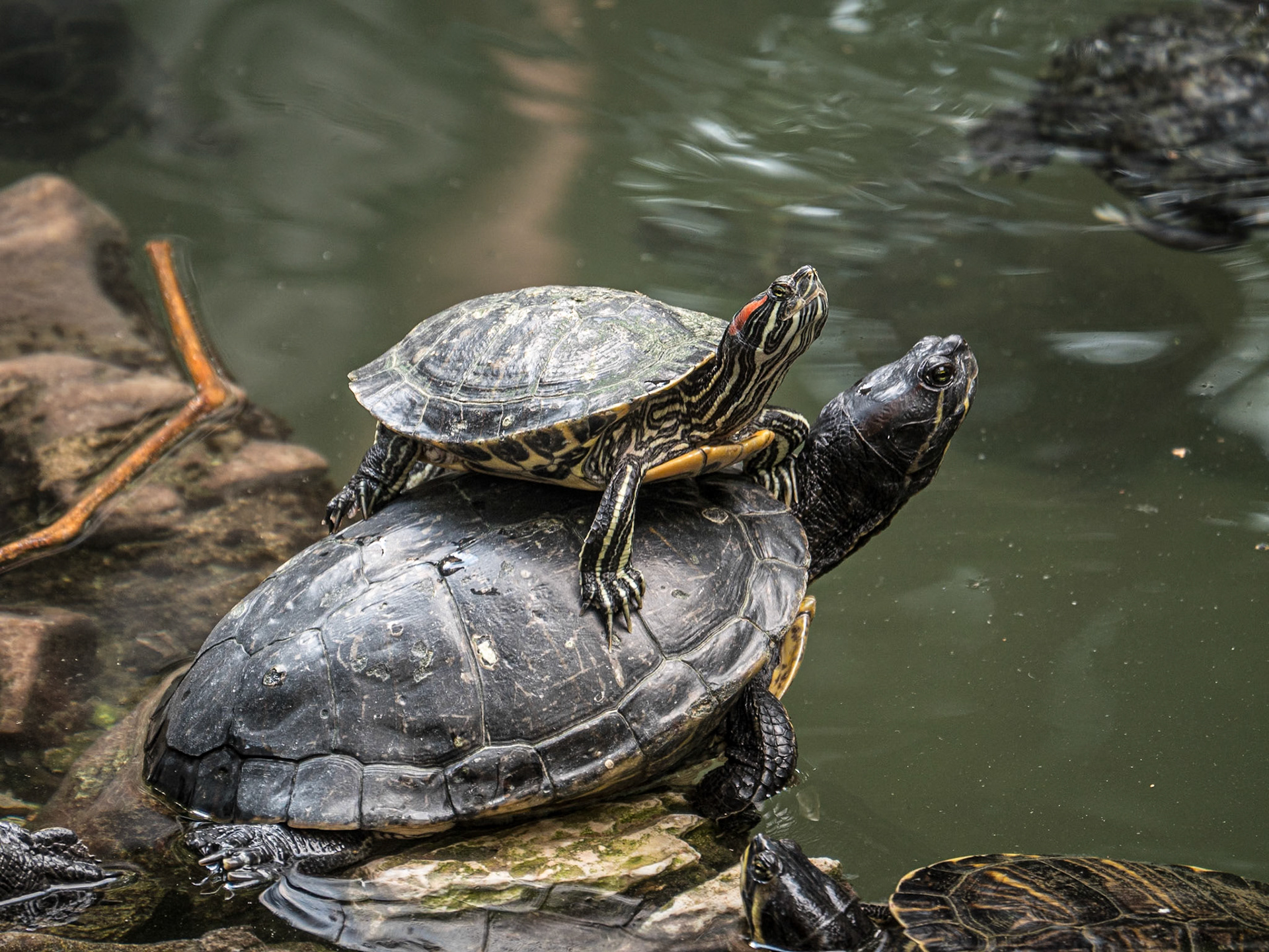 Turtles, National Garden, Athens, 23 Sep 2024