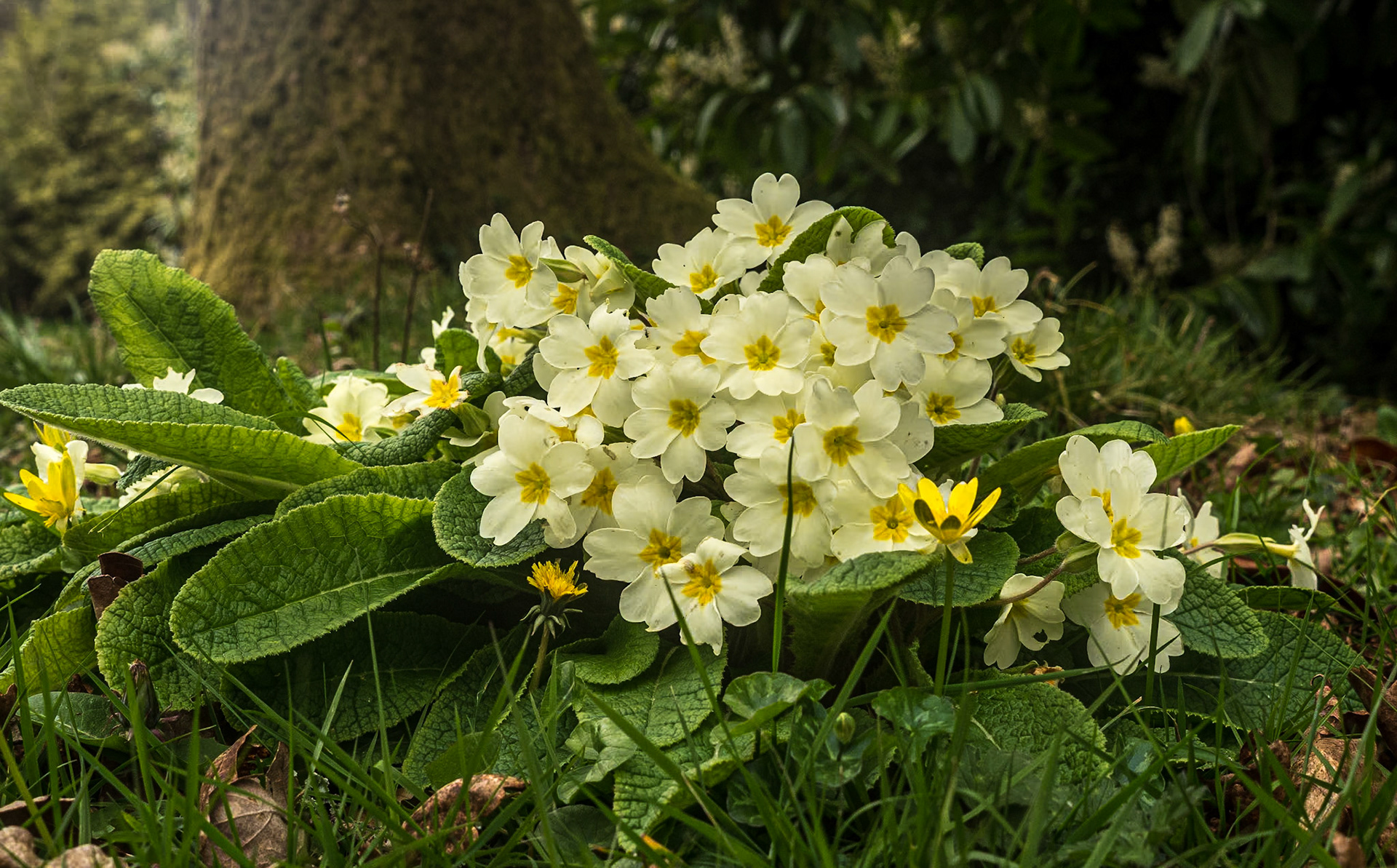 Johnstown Castle Estate, Co Wexford, 4 Apr 2022