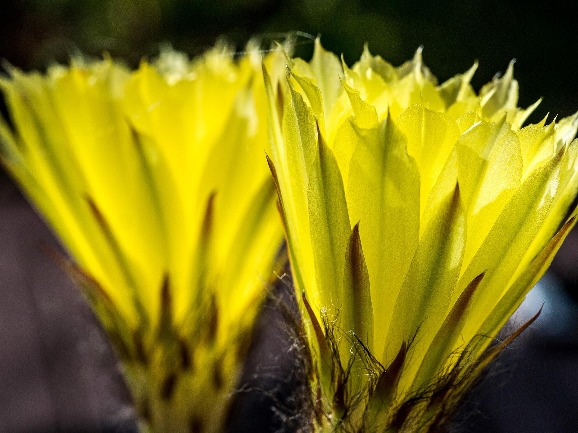 Cactus flowerering, 7 Jun 2014