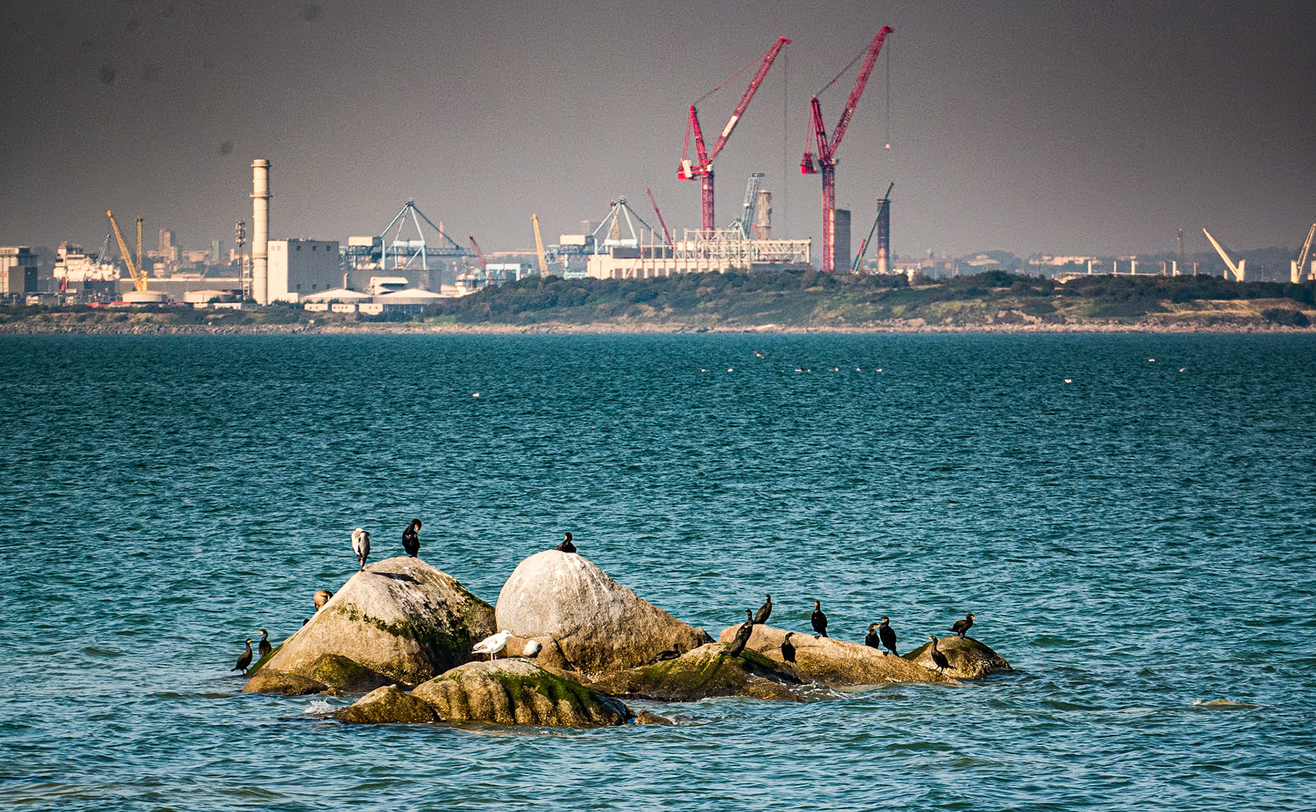 Cormorants, Seapoint, Dublin, 2 Oct 2015