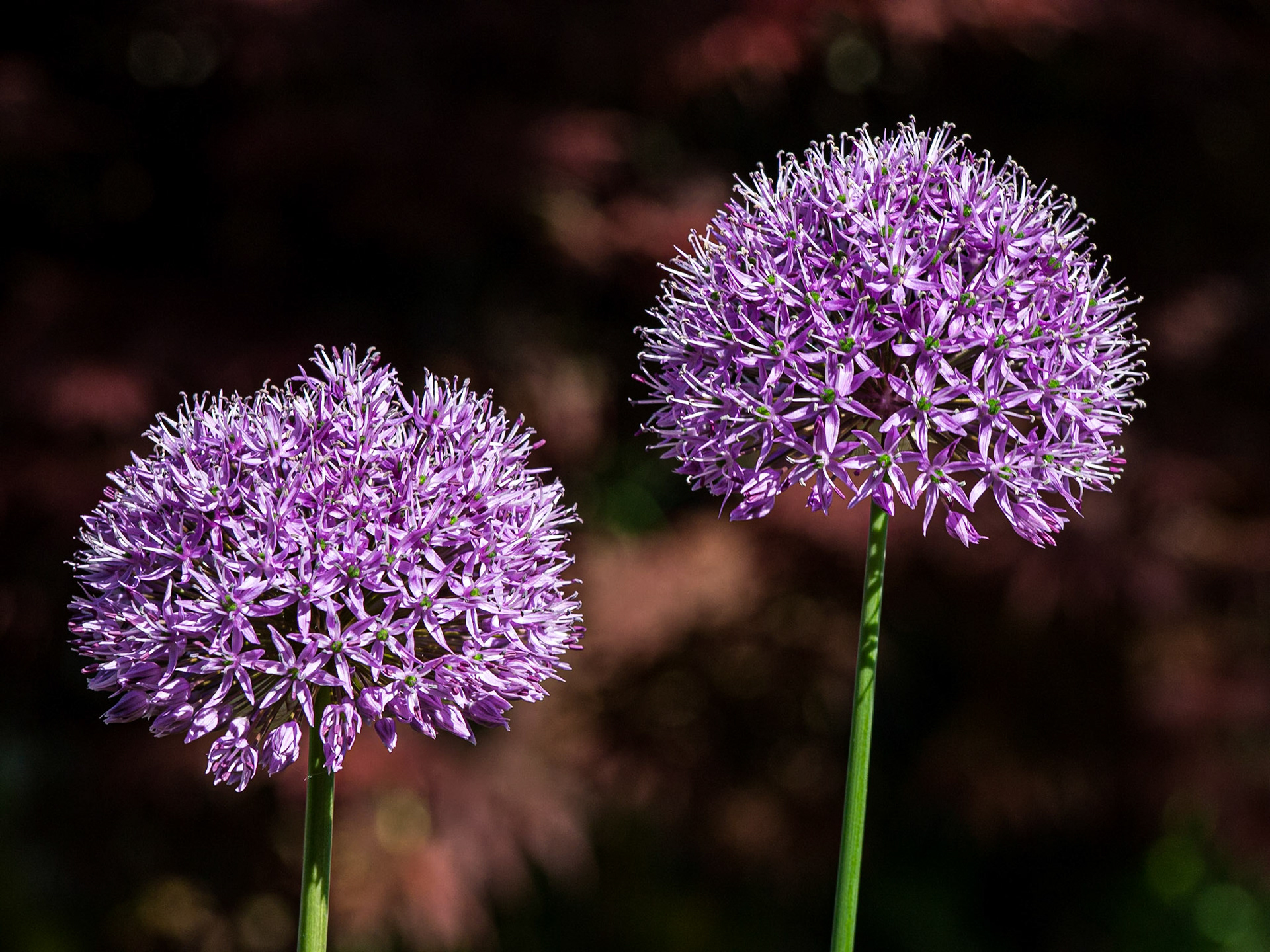 Flowers in front garden, 8 Jun 2013