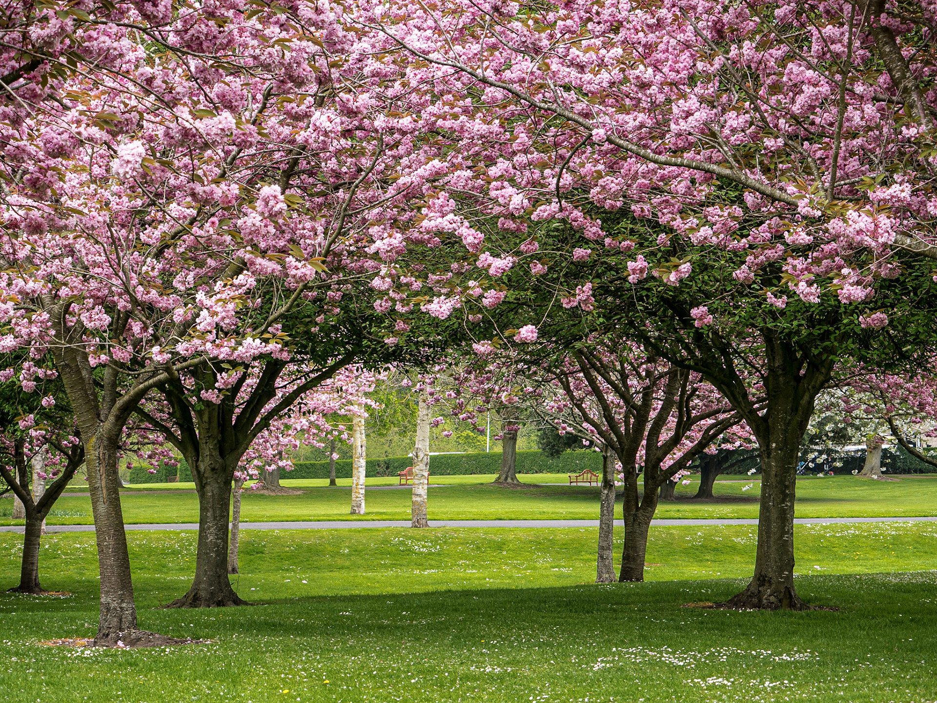 Cherry blossom, War Memorial Gardens, Islandbridge, Dublin, 9 May 2016