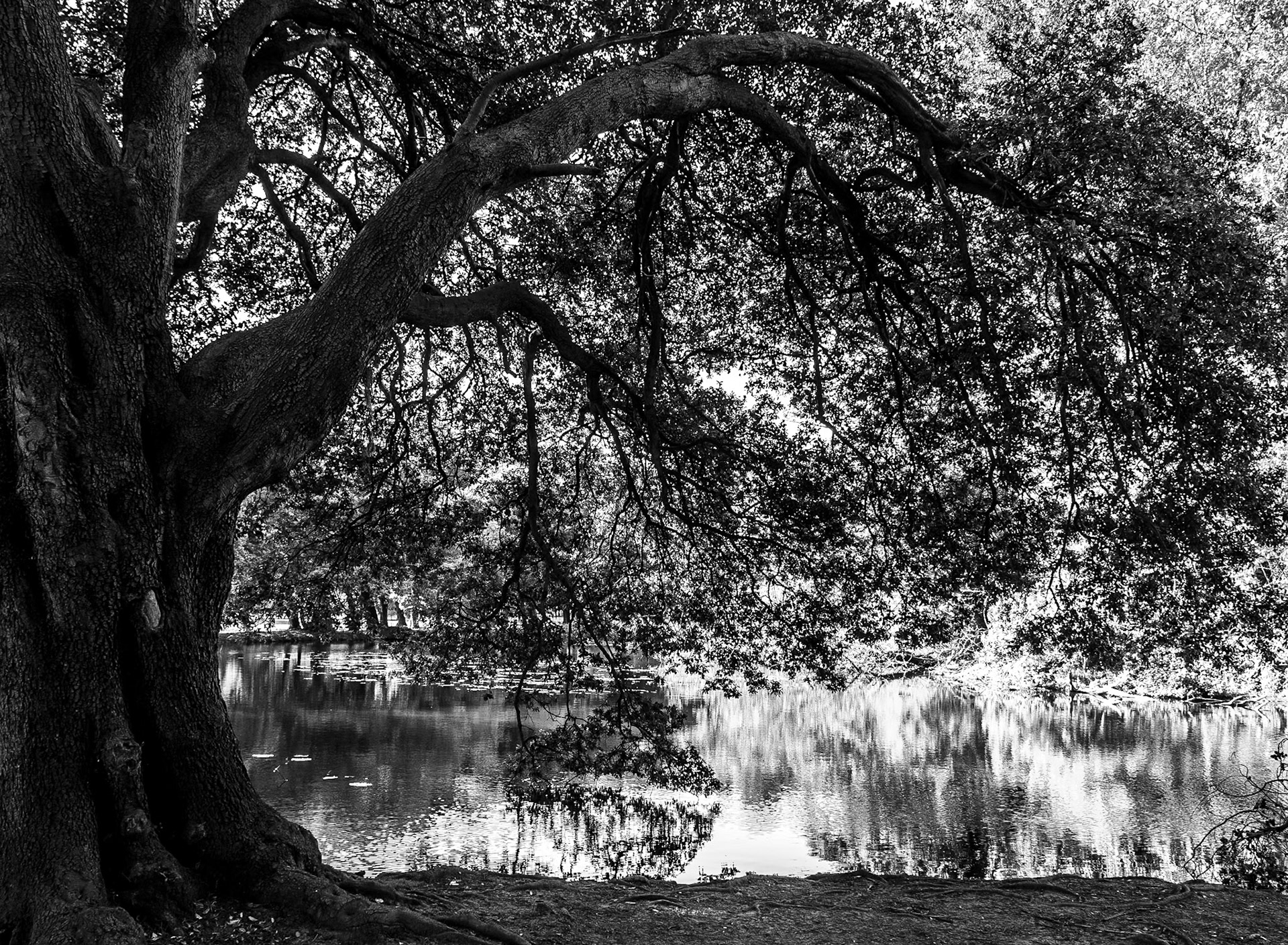 Lake near Ordnance Survey, Phoenix Park, Dublin, 26 Sep 2016