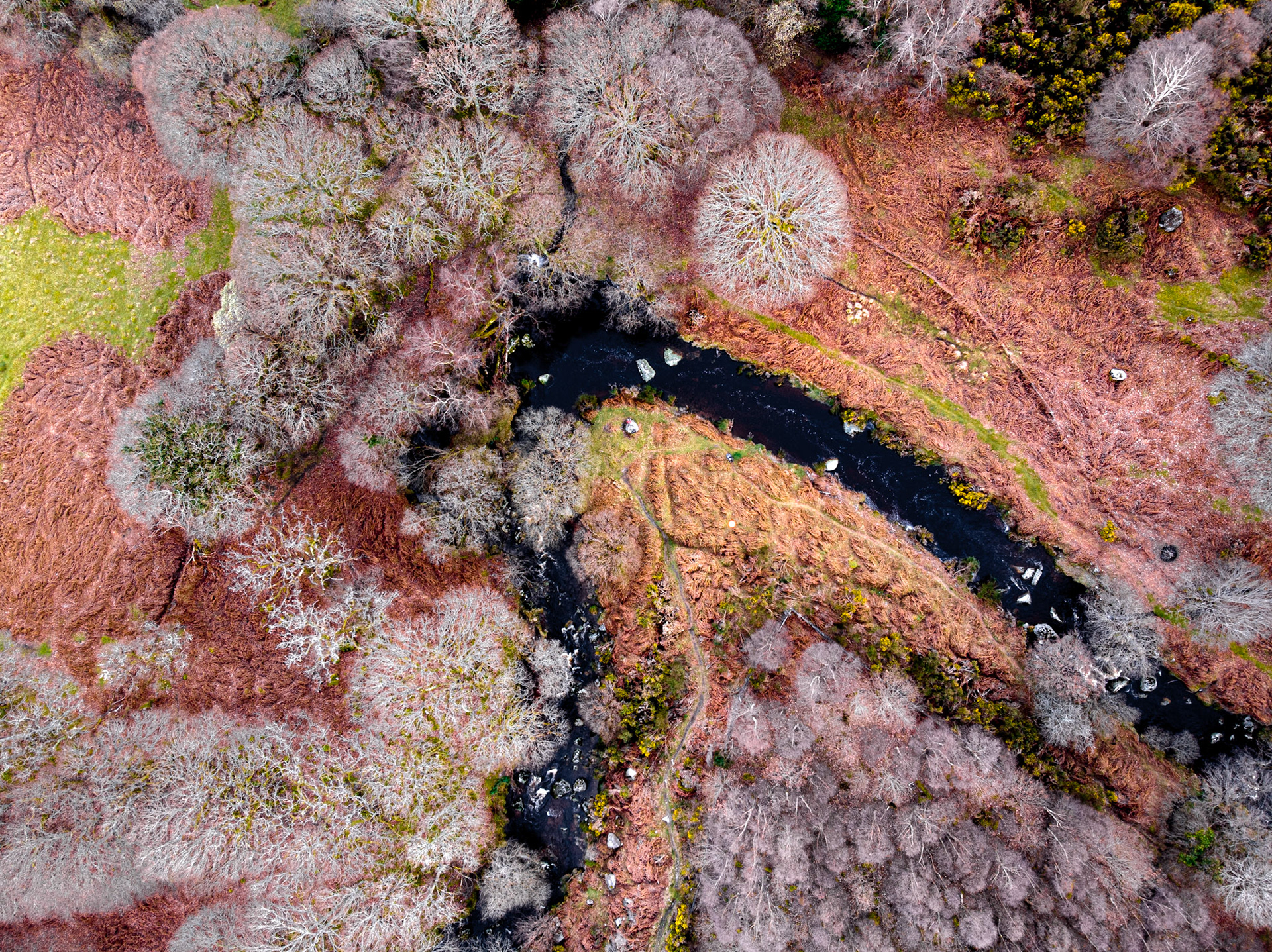Oak Glen Wood, Co Wicklow, 17 Mar 2019