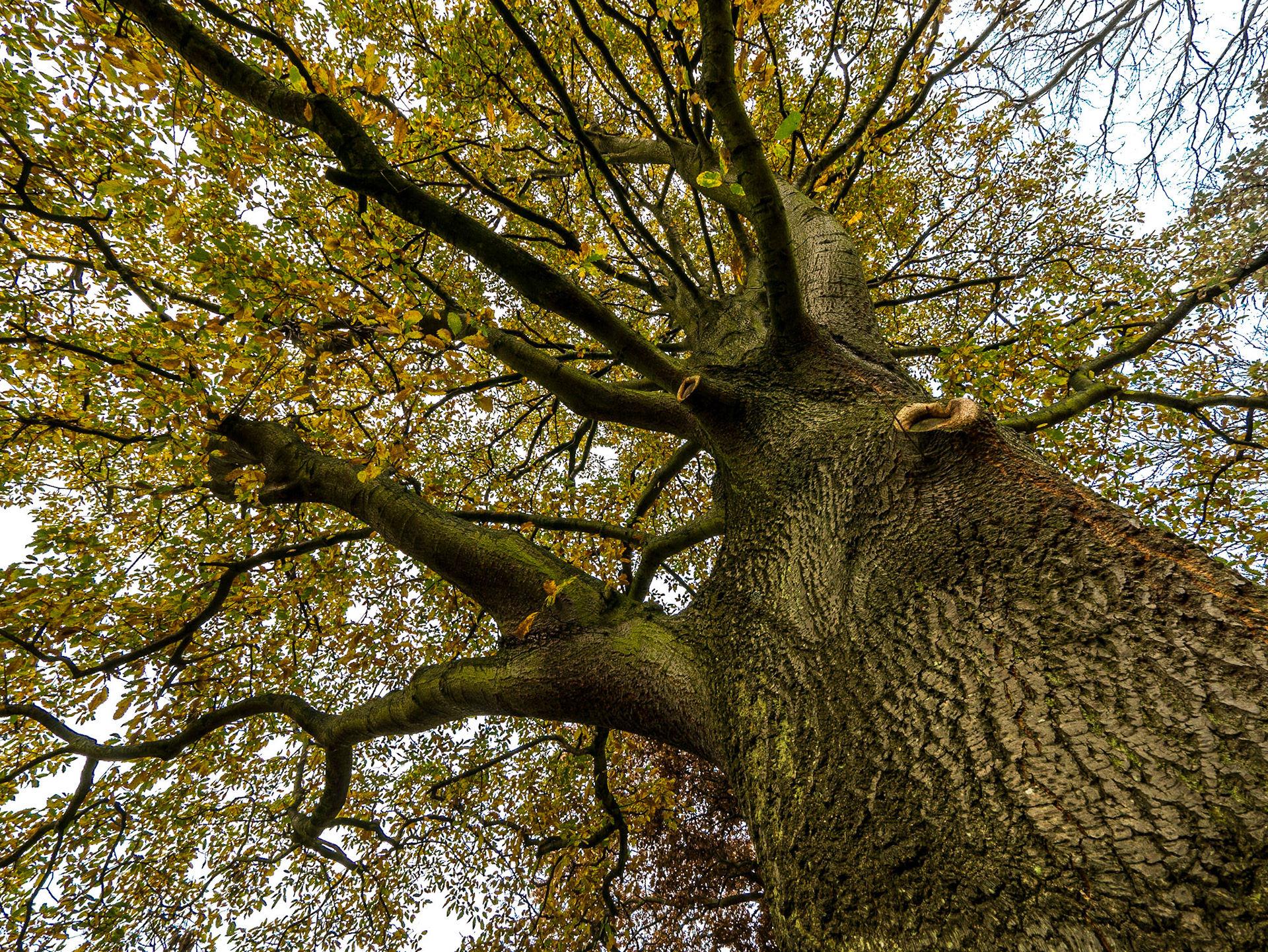Quercus Castaneifolia, Botanic Gardens, Dublin, 11 Dec 2016