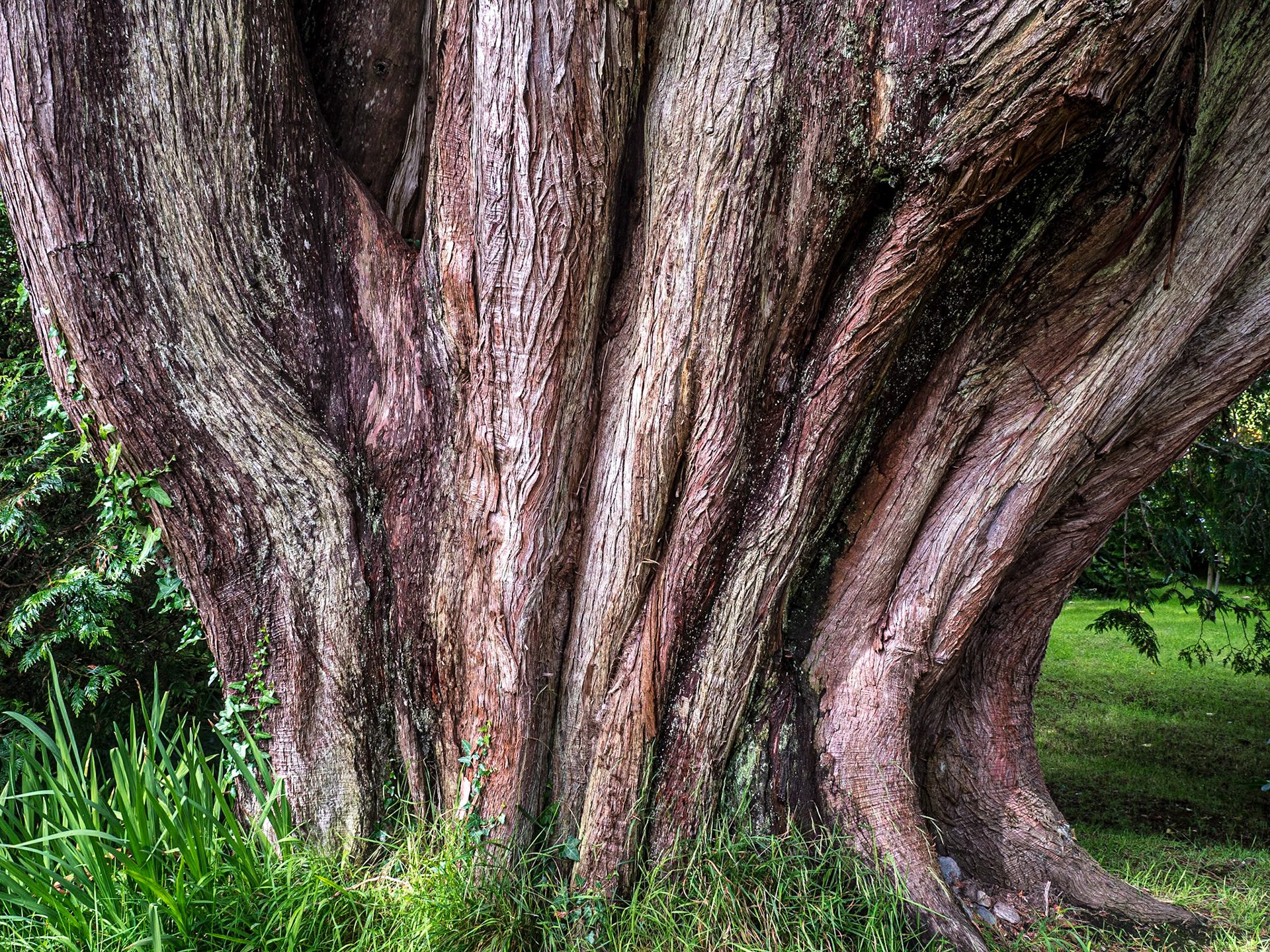 Walled garden, Kylemore Abbey, Co Galway, 30 Jul 2020