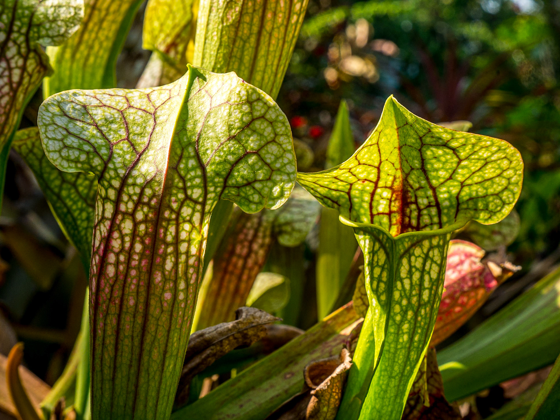 Art &amp; Garden, Penang, 10 Jun 2017
