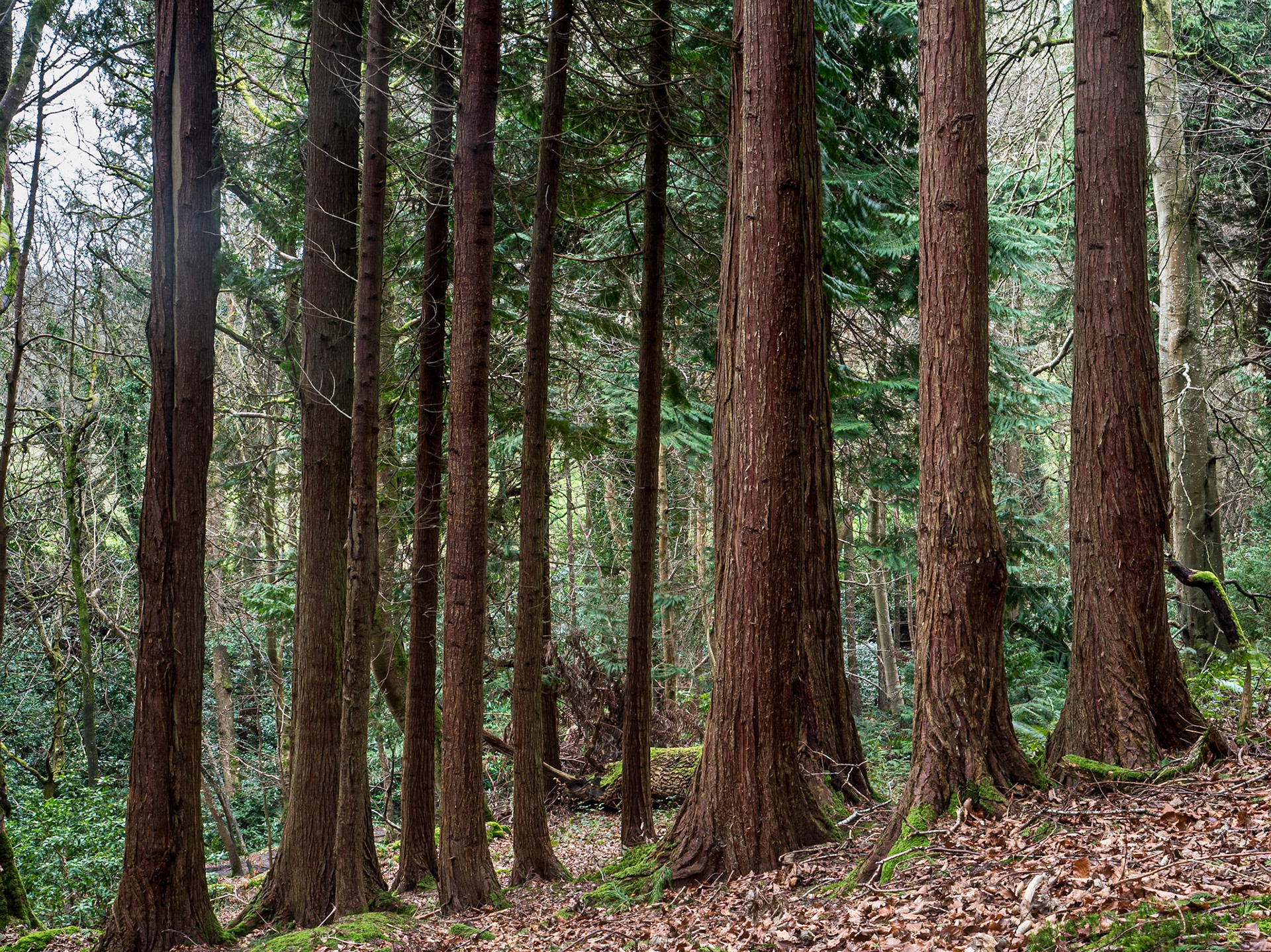 Massy's Estate, Co Dublin, 20 Feb 2024
