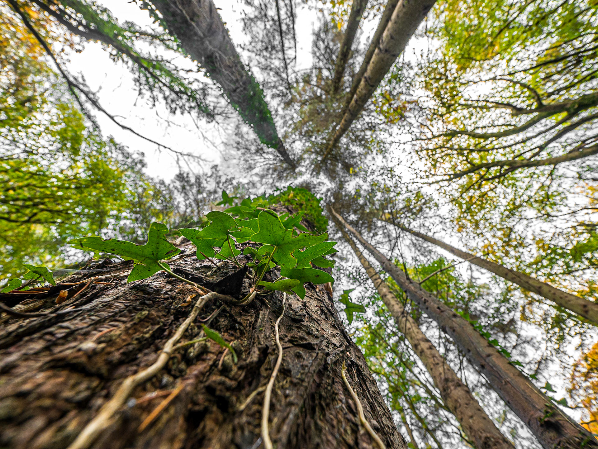 Massy's Estate, Co Dublin, 5 Nov 2017