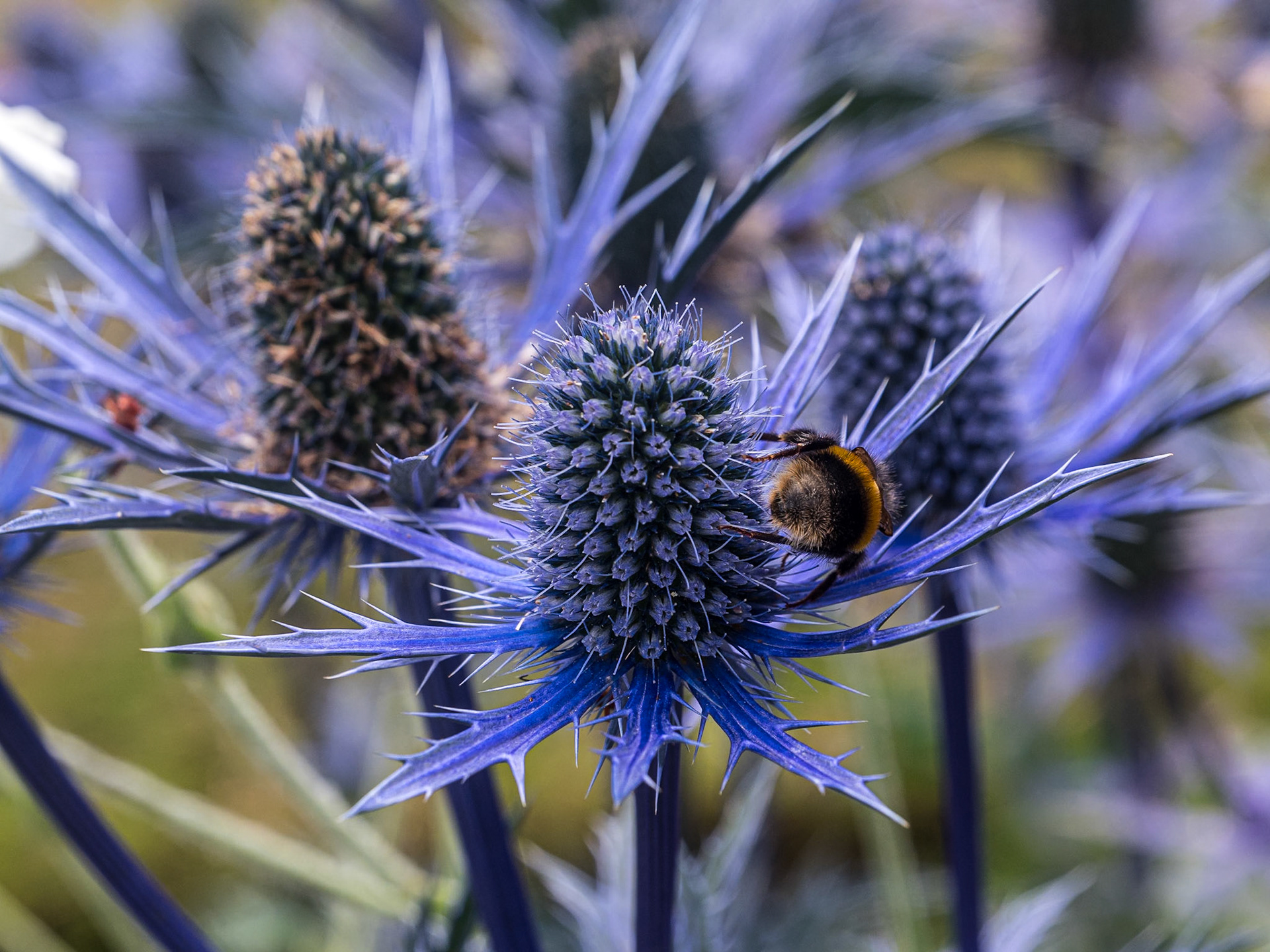 Mount Congreve Gardens, Co Waterford, 5 Jul 2025