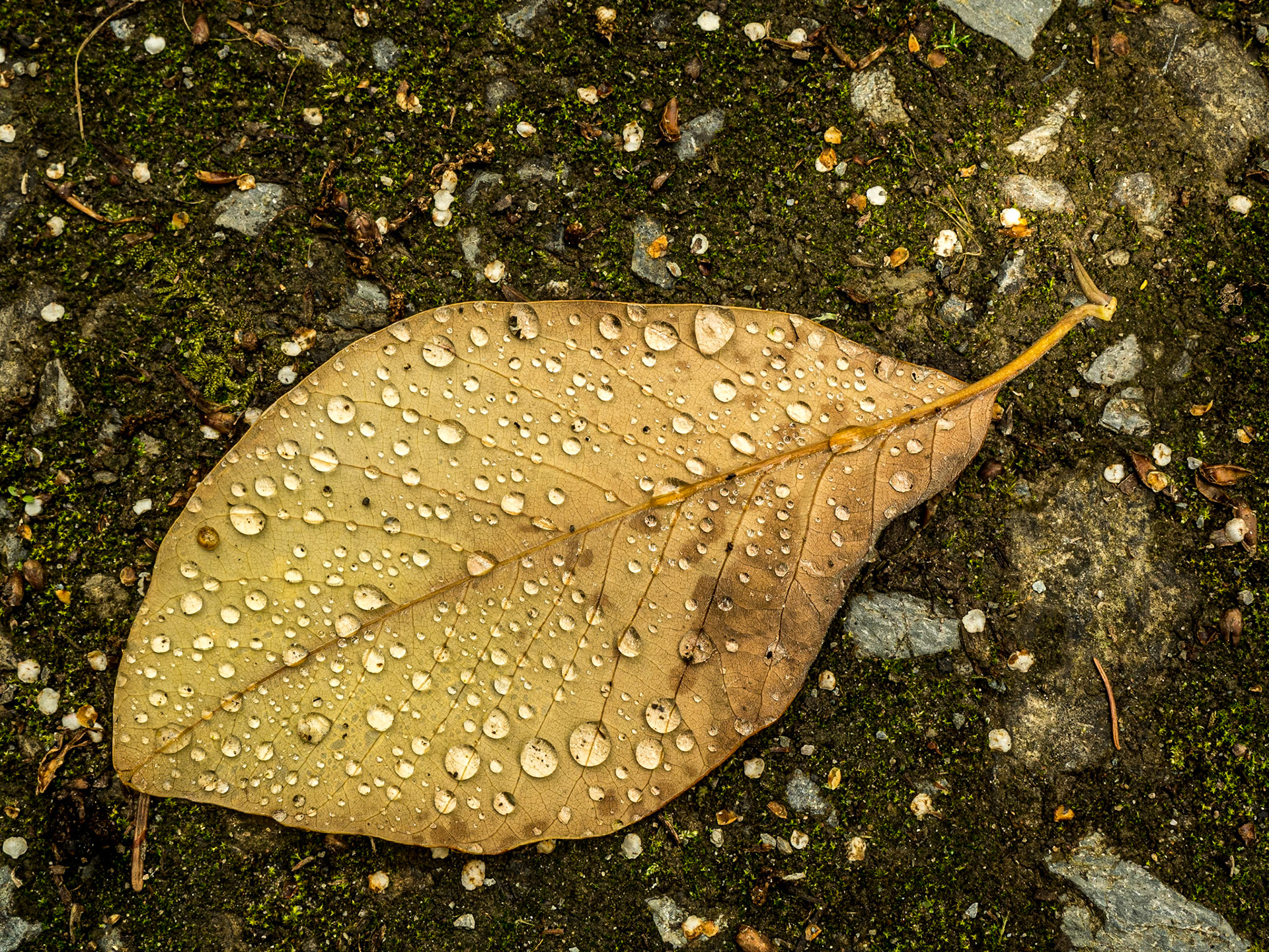 Mount Congreve Gardens, Co Waterford, 3 Jul 2016